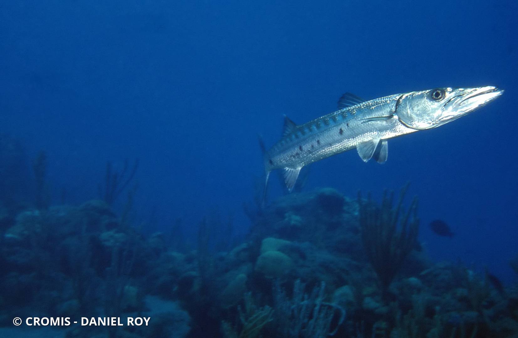 Grand barracuda