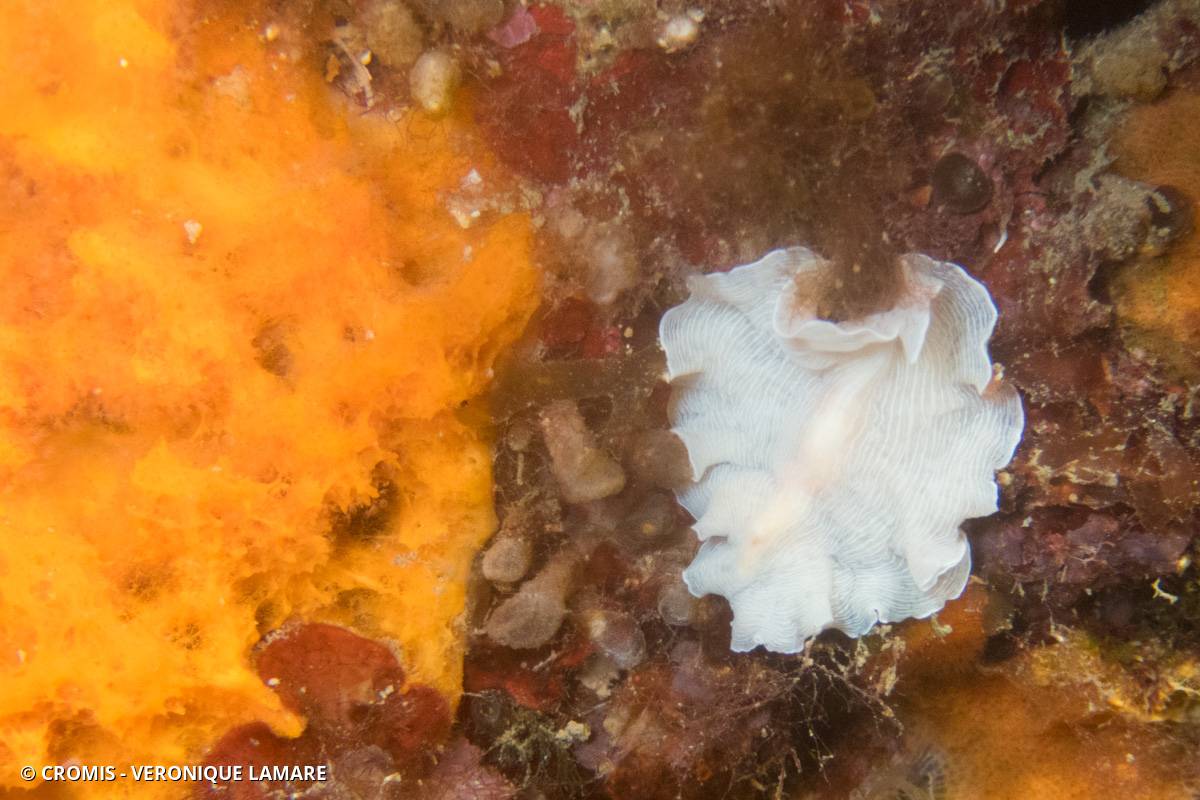 Ver plat albinos de Méditerranée