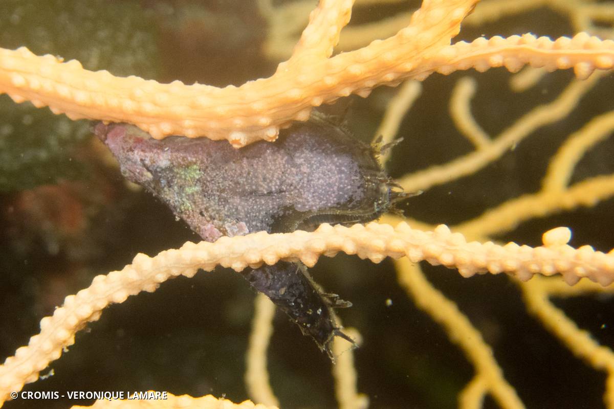 Avicule hirondelle