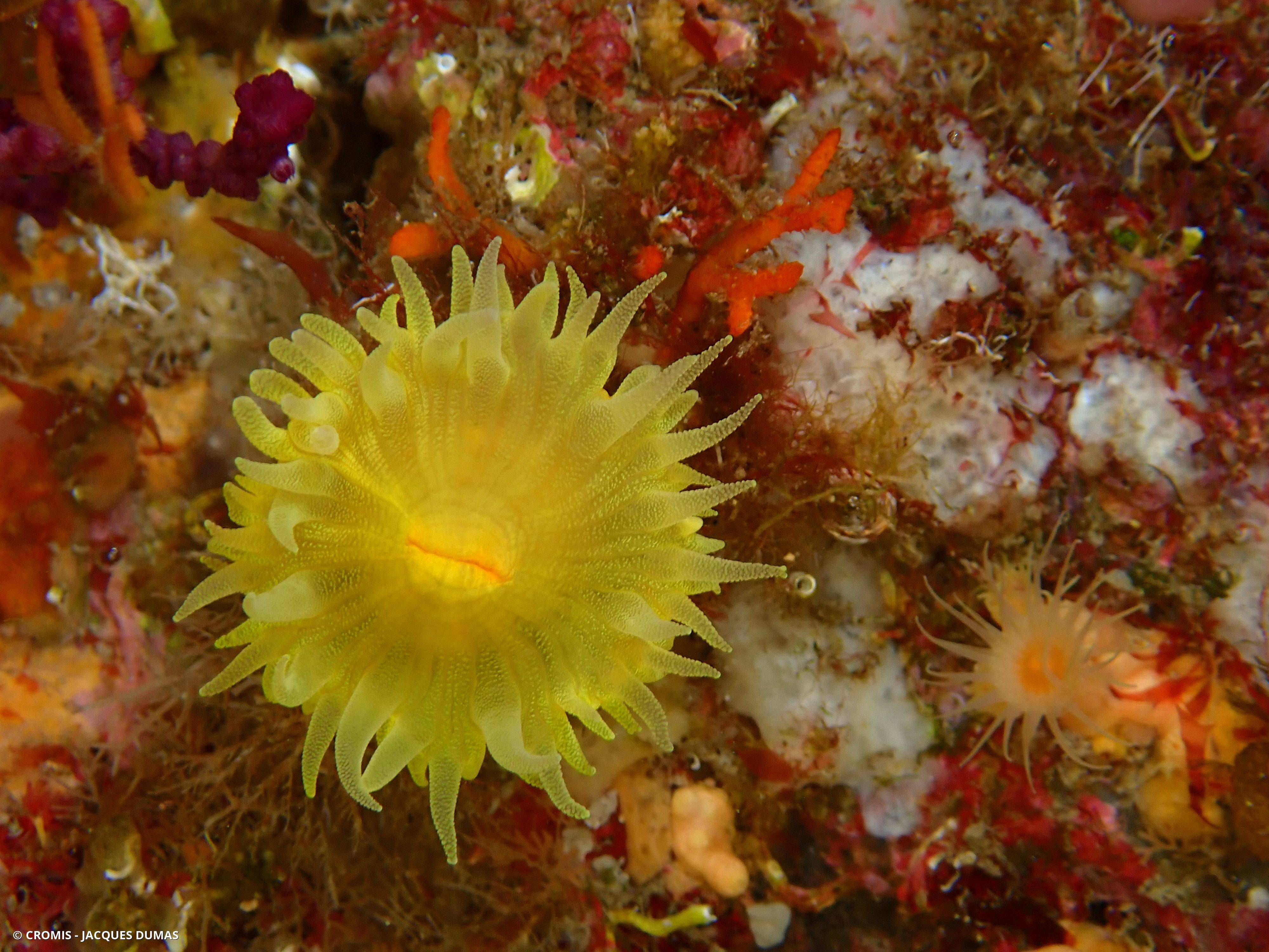 Corail jaune solitaire
