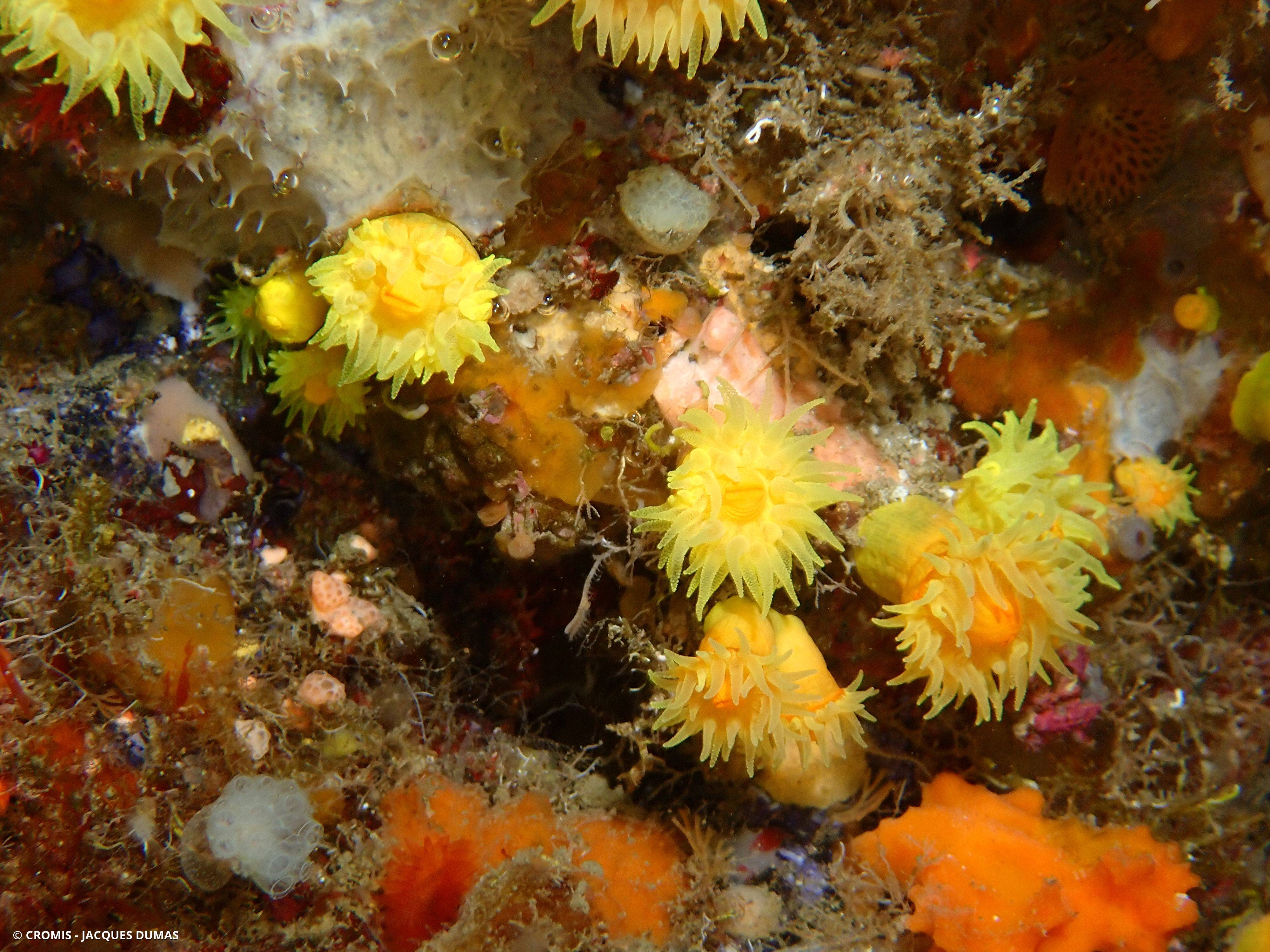 Corail jaune solitaire