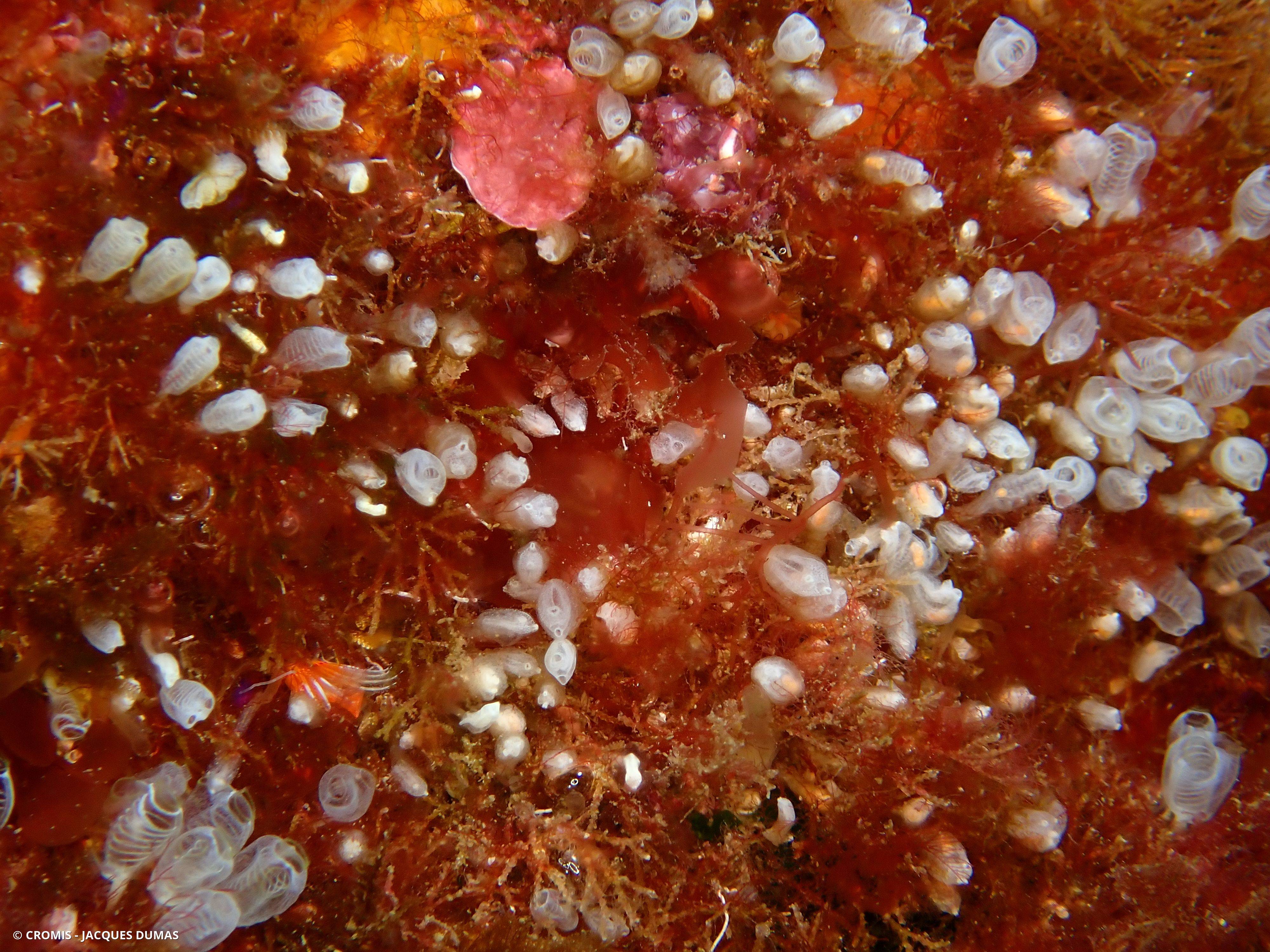 Claveline naine commune