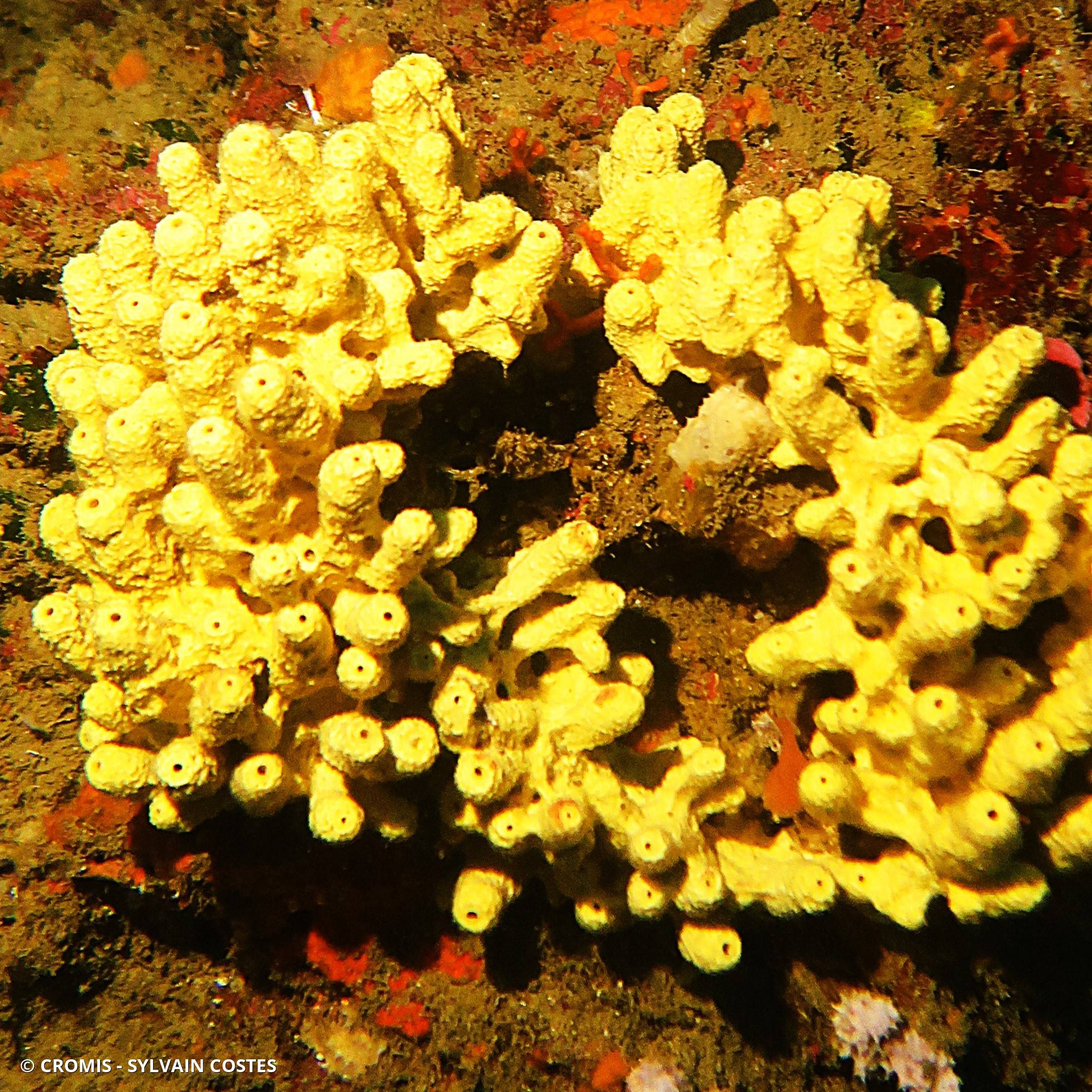 Eponge cavernicole jaune