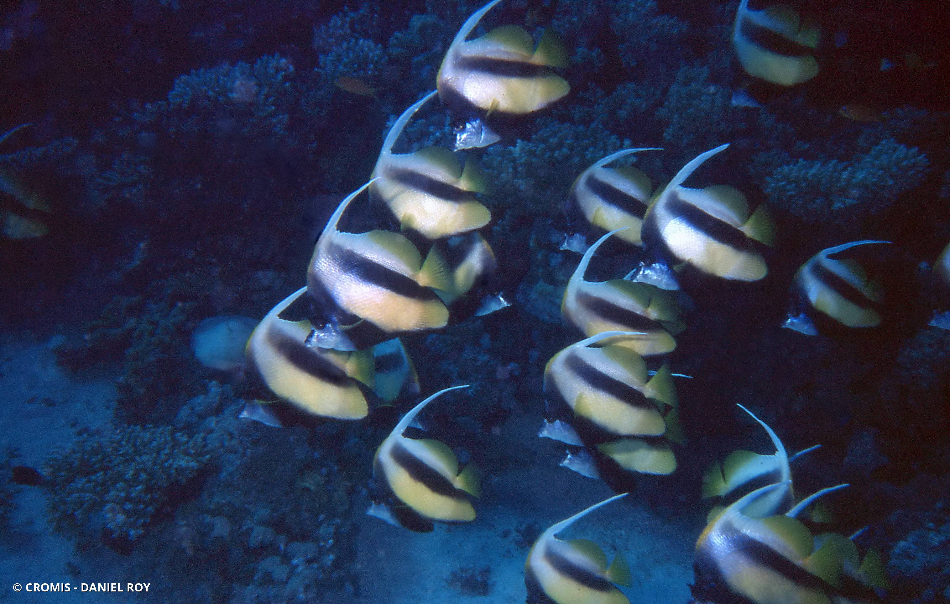 Poisson-cocher commun