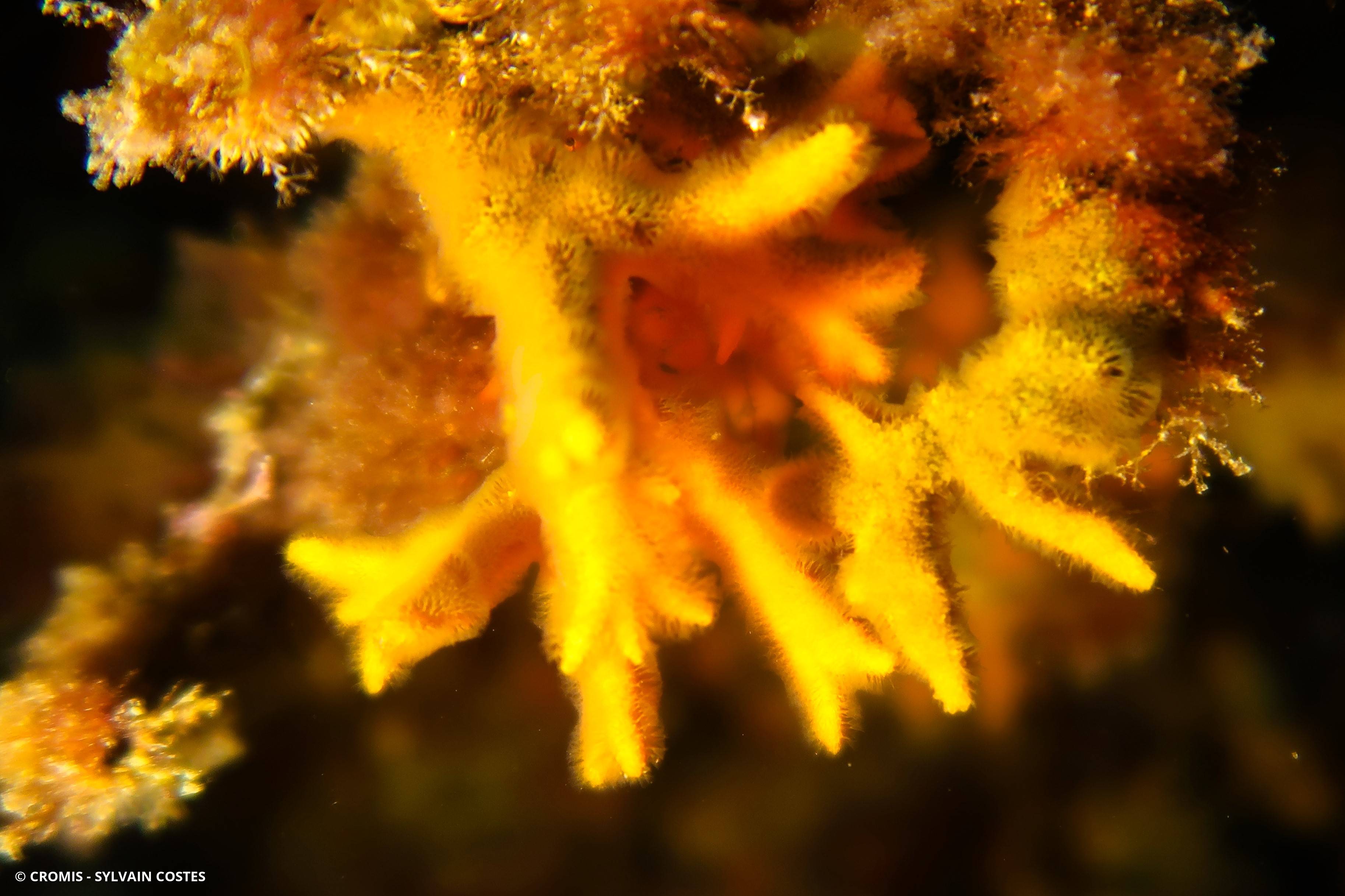 Turbicellépore cornu de Méditerranée