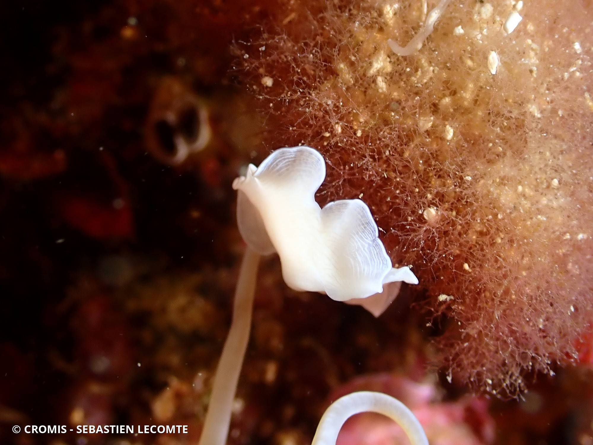 Ver plat albinos de Méditerranée