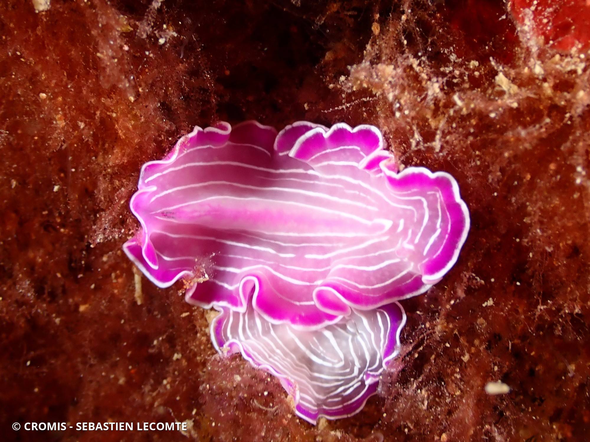 Ver plat rose de Méditerranée