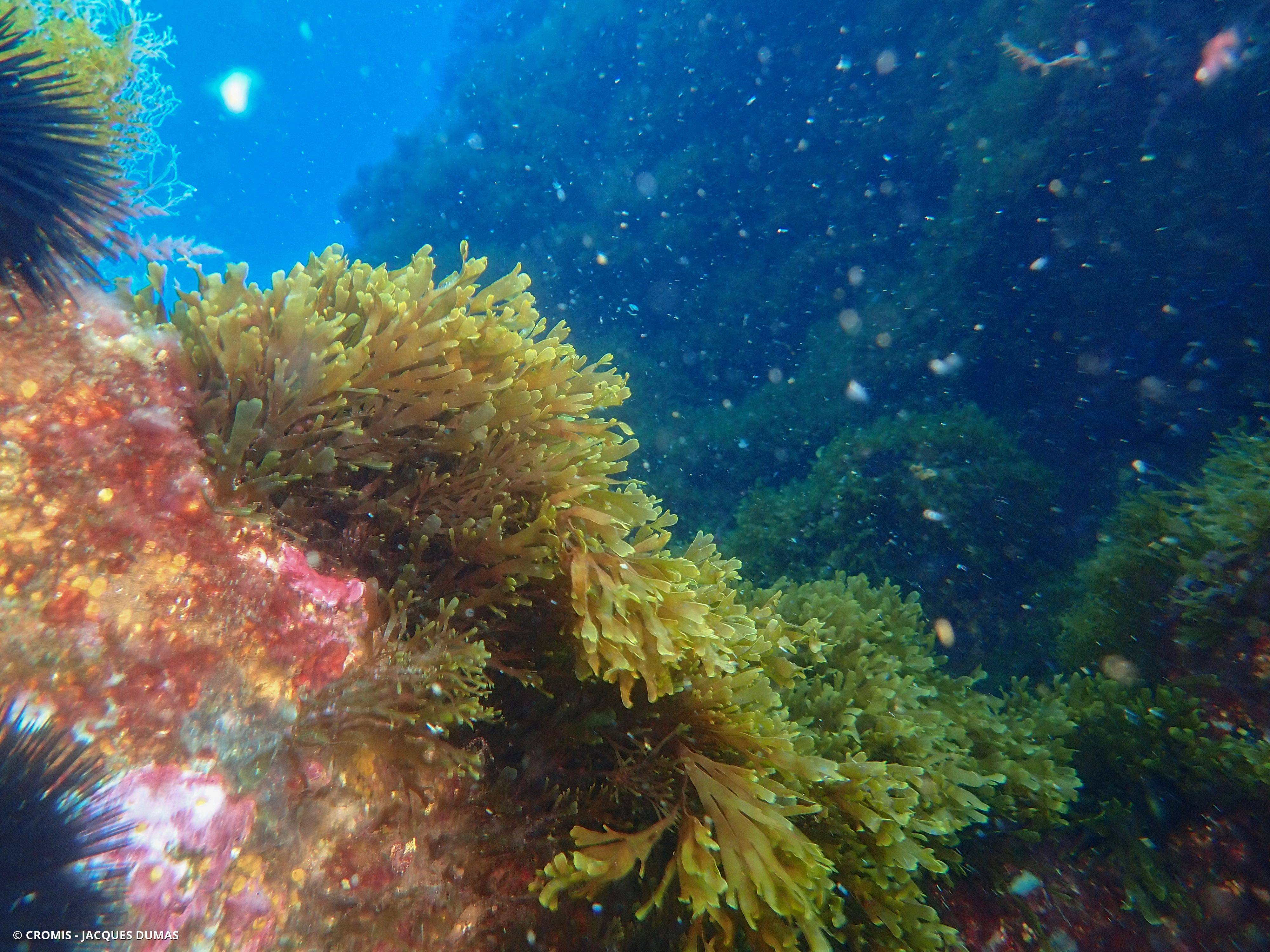 Dictyote d'Okamura