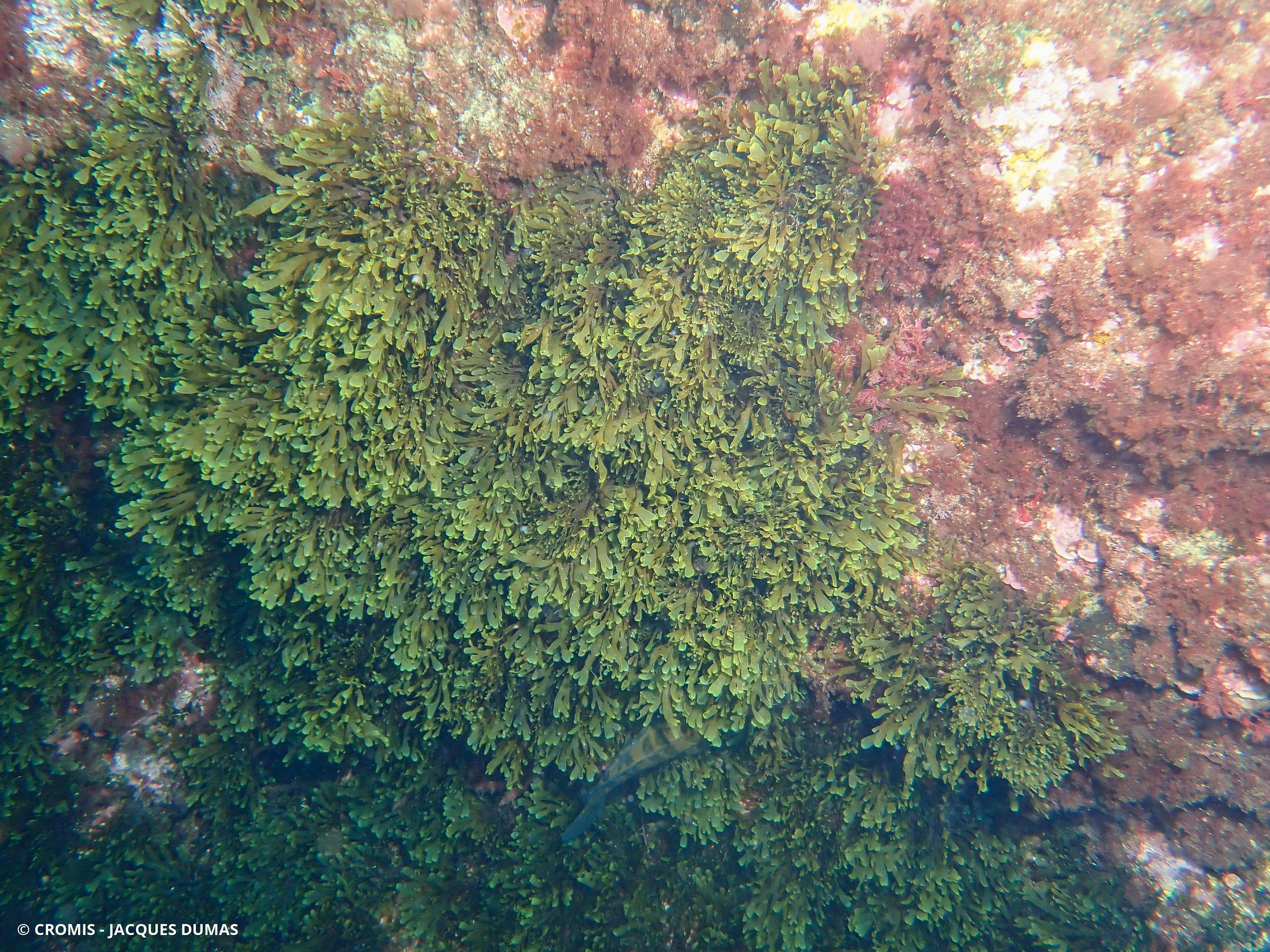 Dictyote d'Okamura