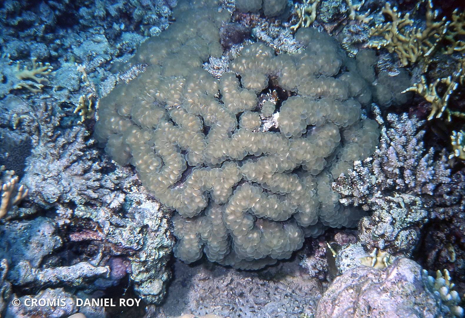 Corail à bulles sinueux