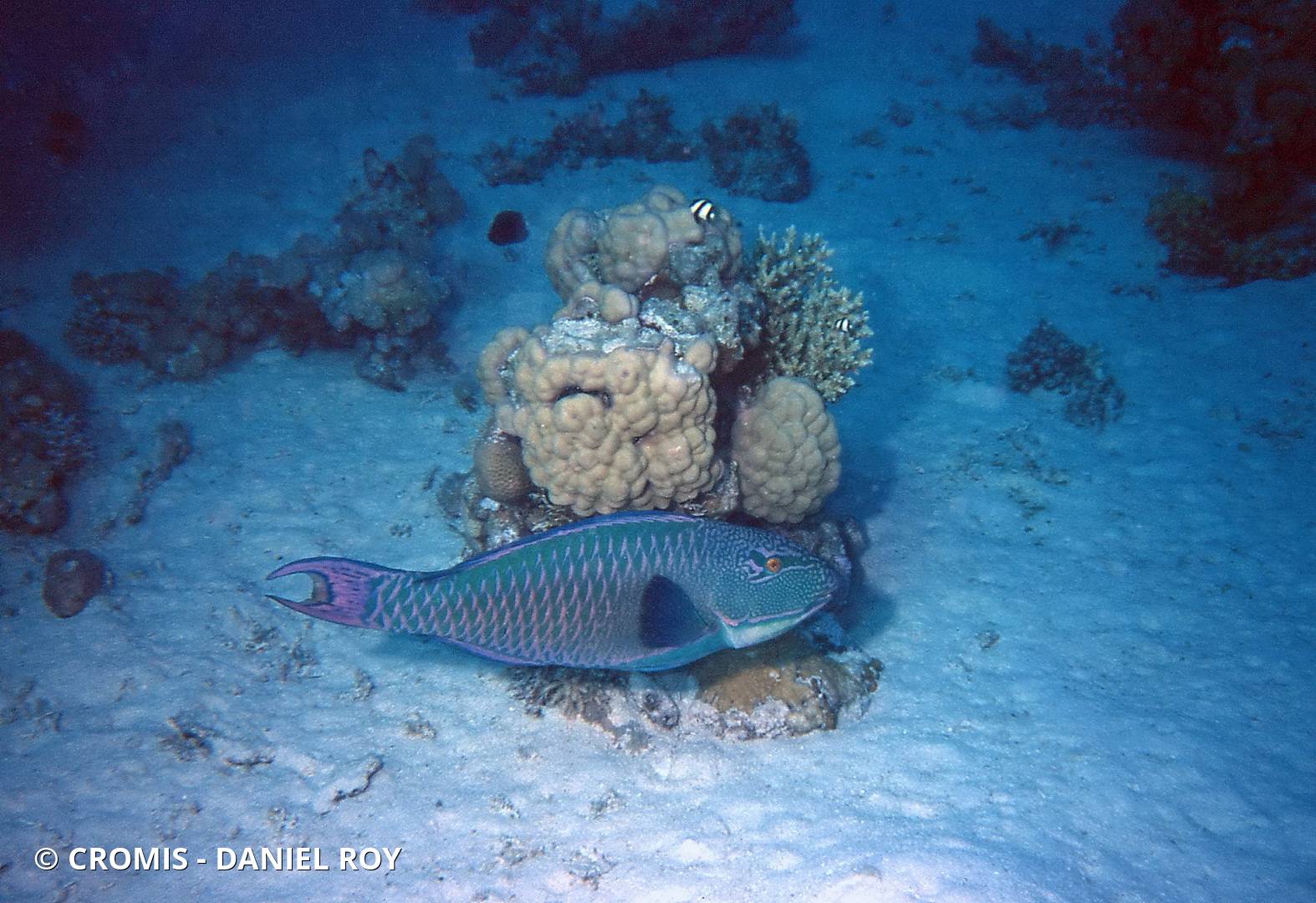 Poisson-perroquet bicolore