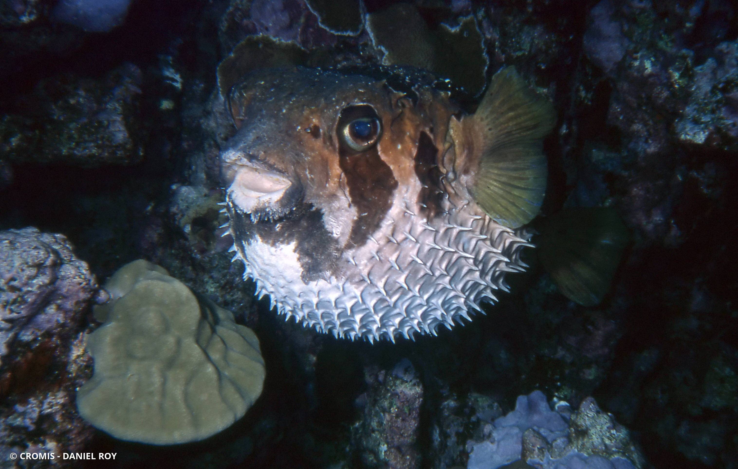 Poisson-porc-épic à taches auréolées