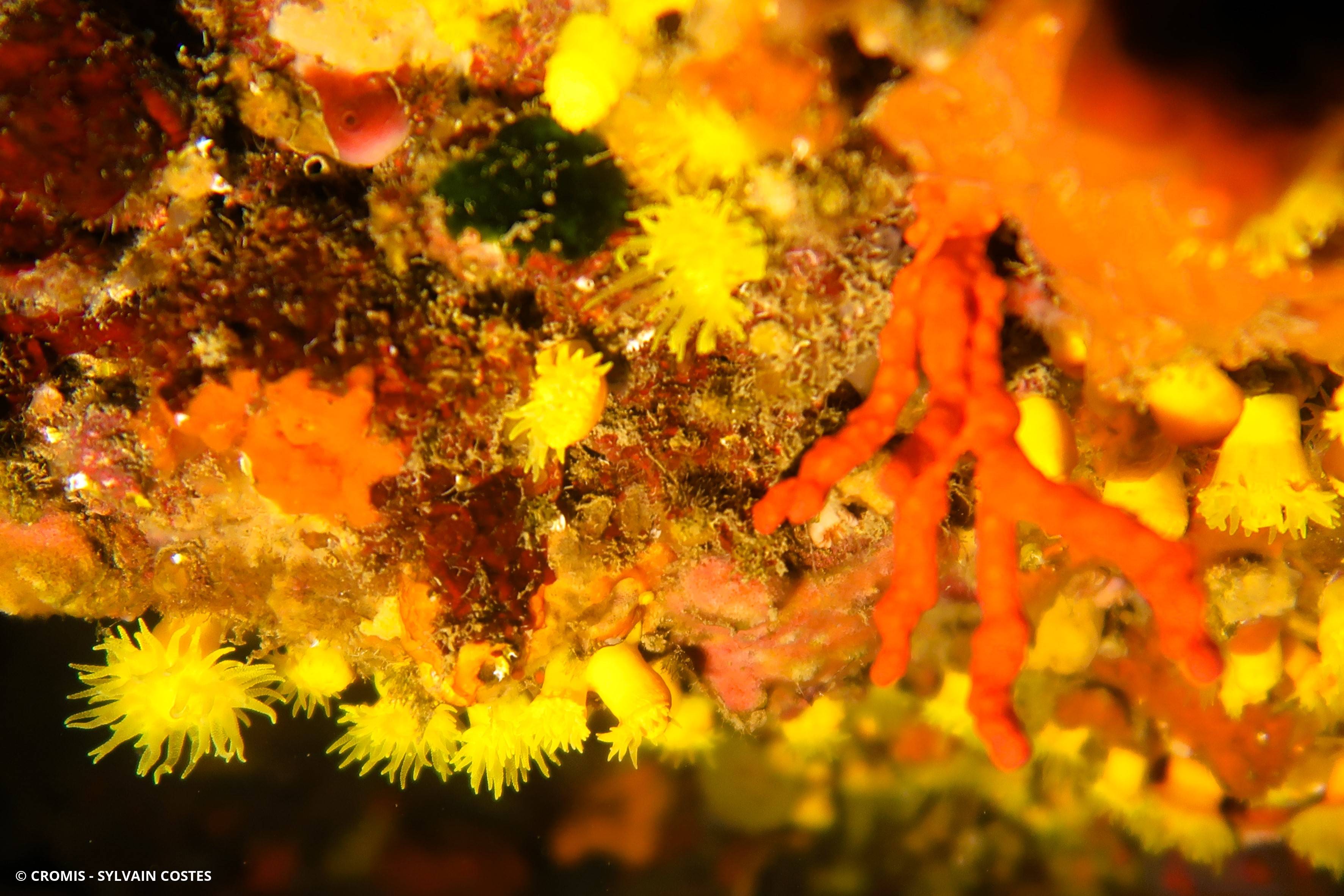 Corail jaune solitaire