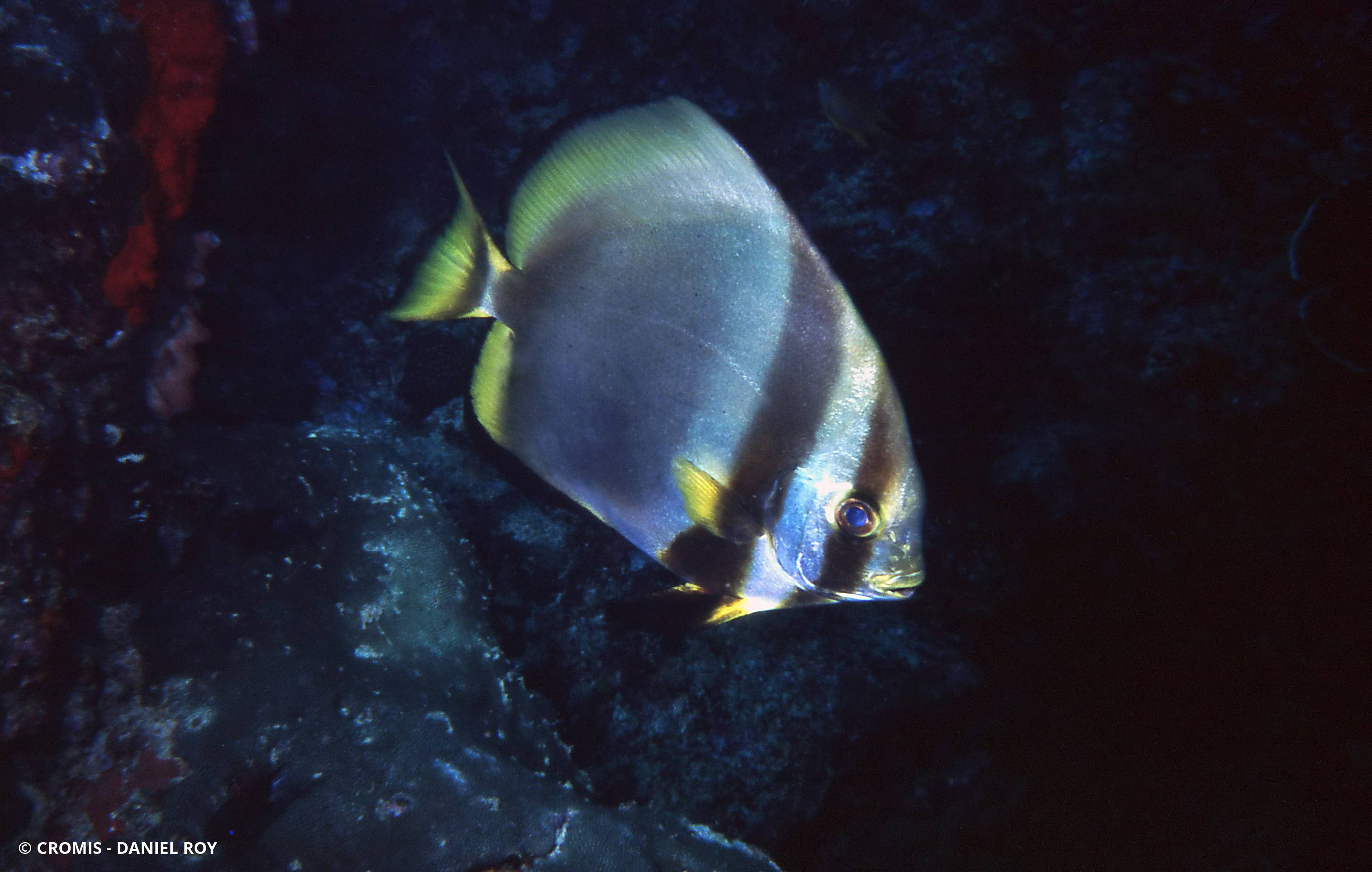 Platax orbiculaire