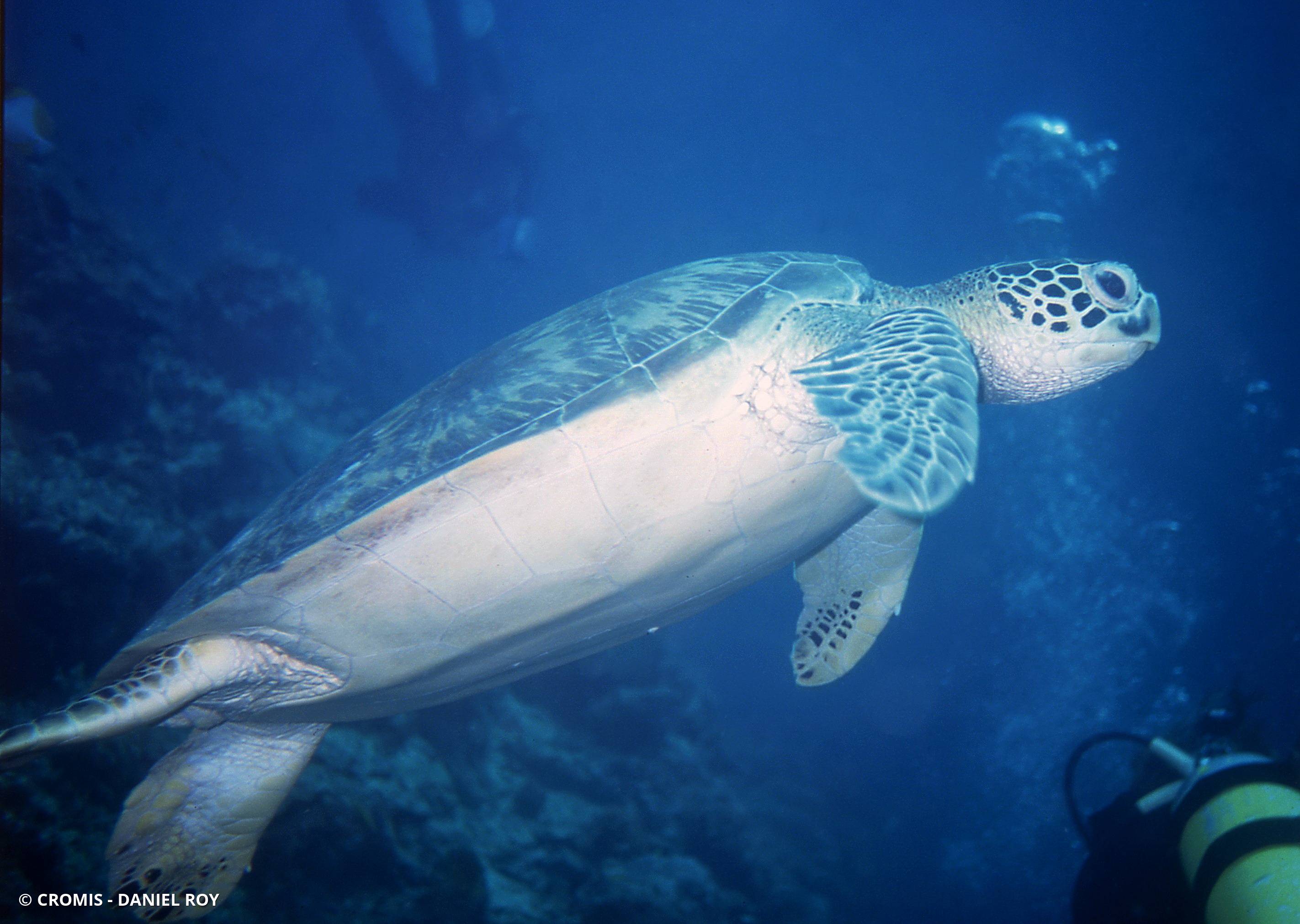 Tortue verte