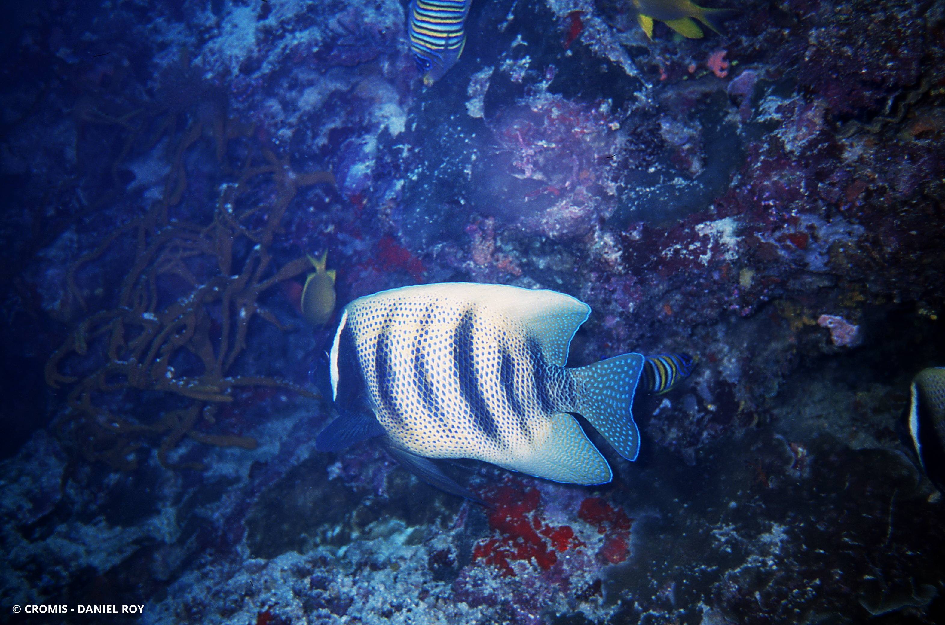 Poisson-ange à six bandes