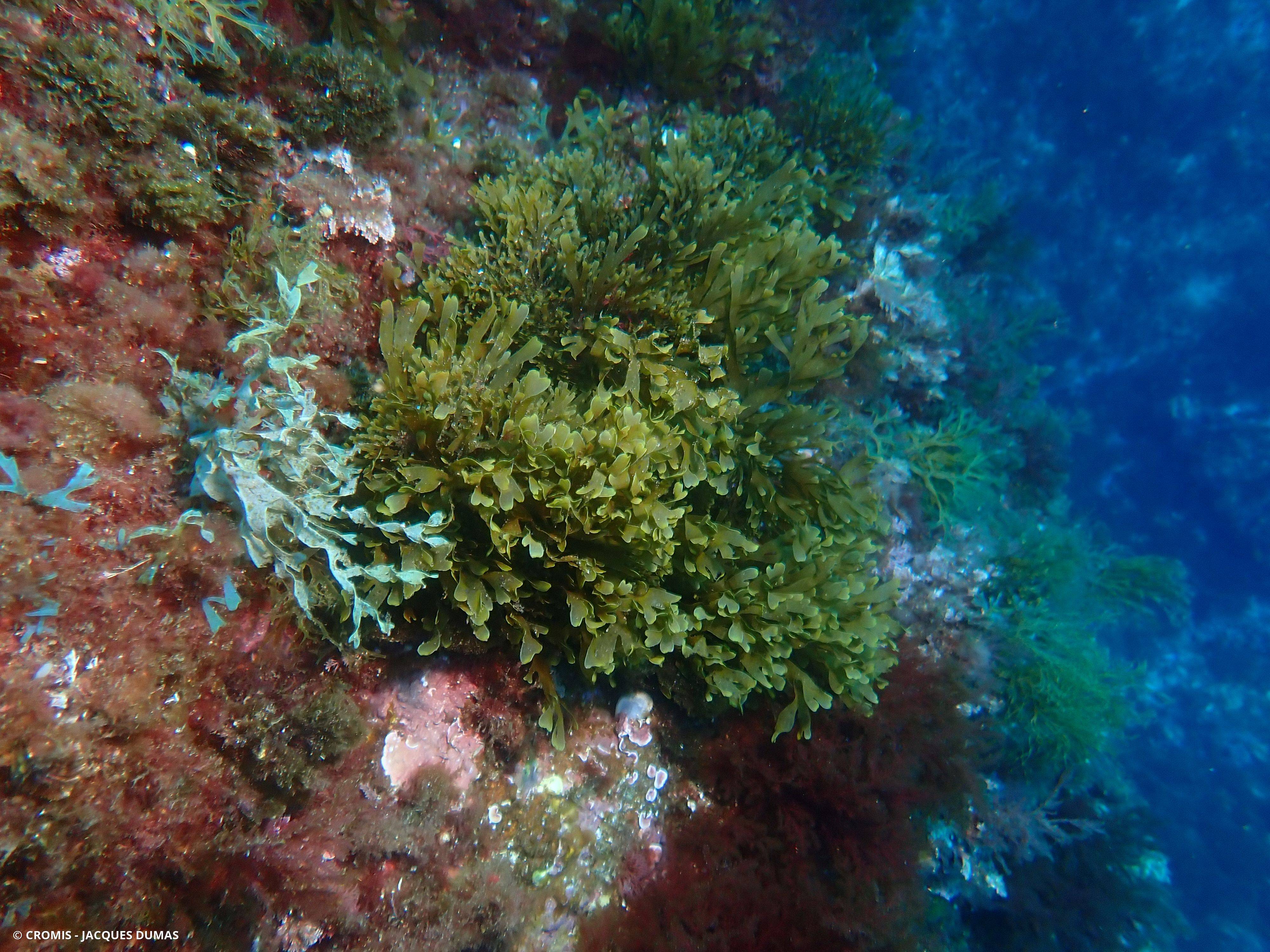 Dictyote d'Okamura