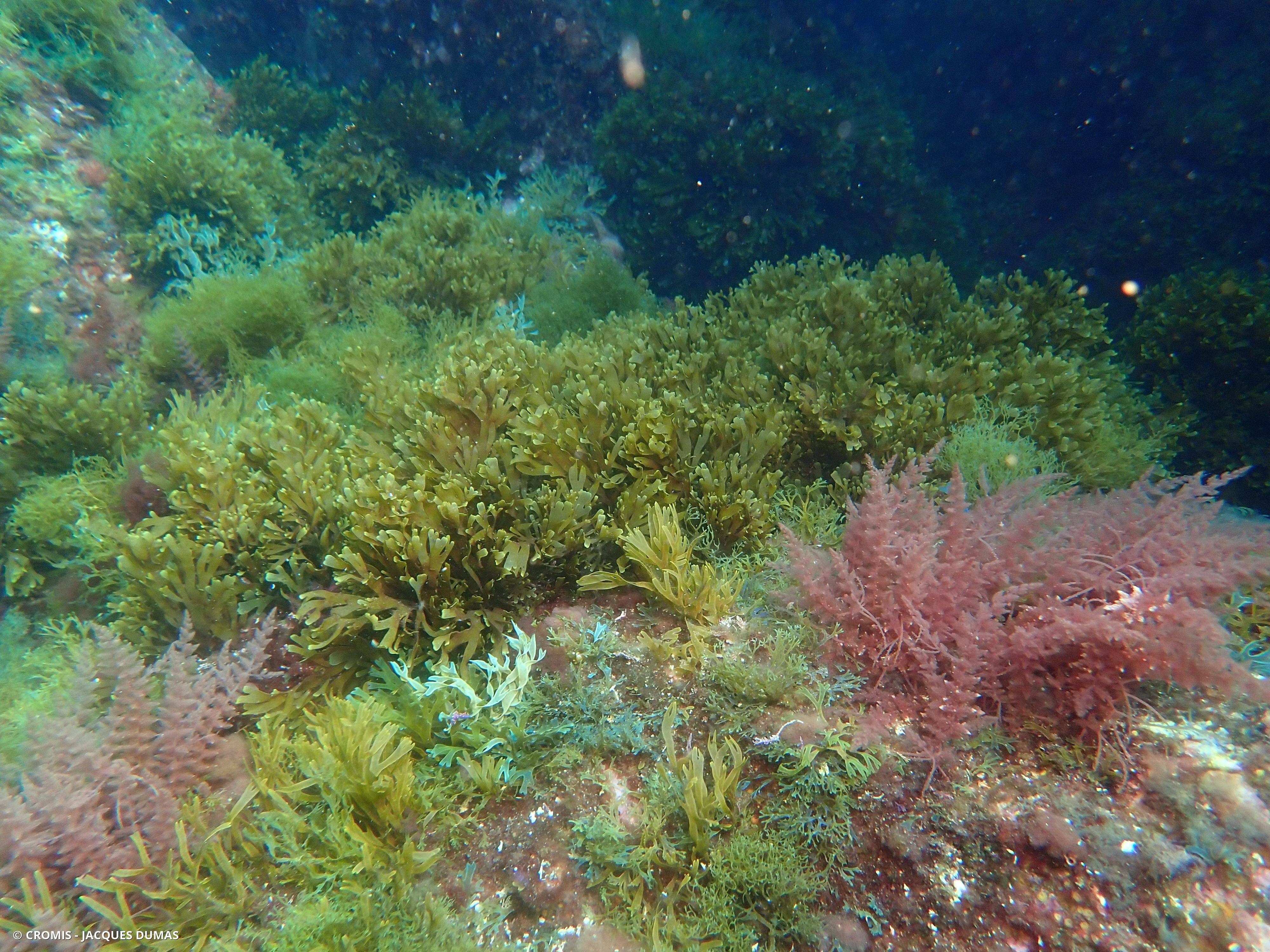Dictyote d'Okamura