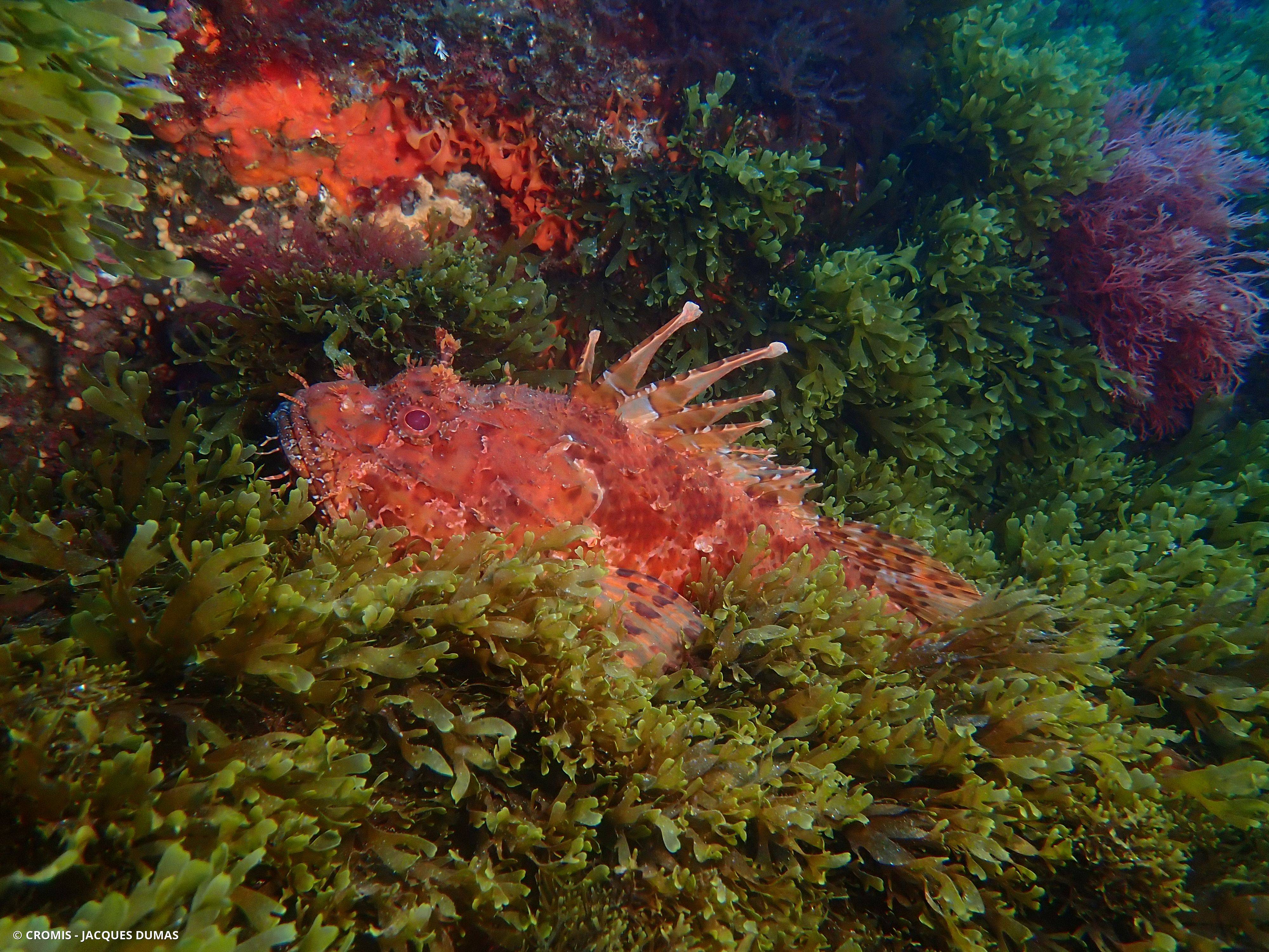 Dictyote d'Okamura