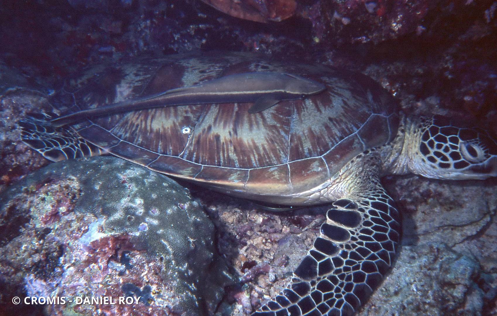 Tortue verte
