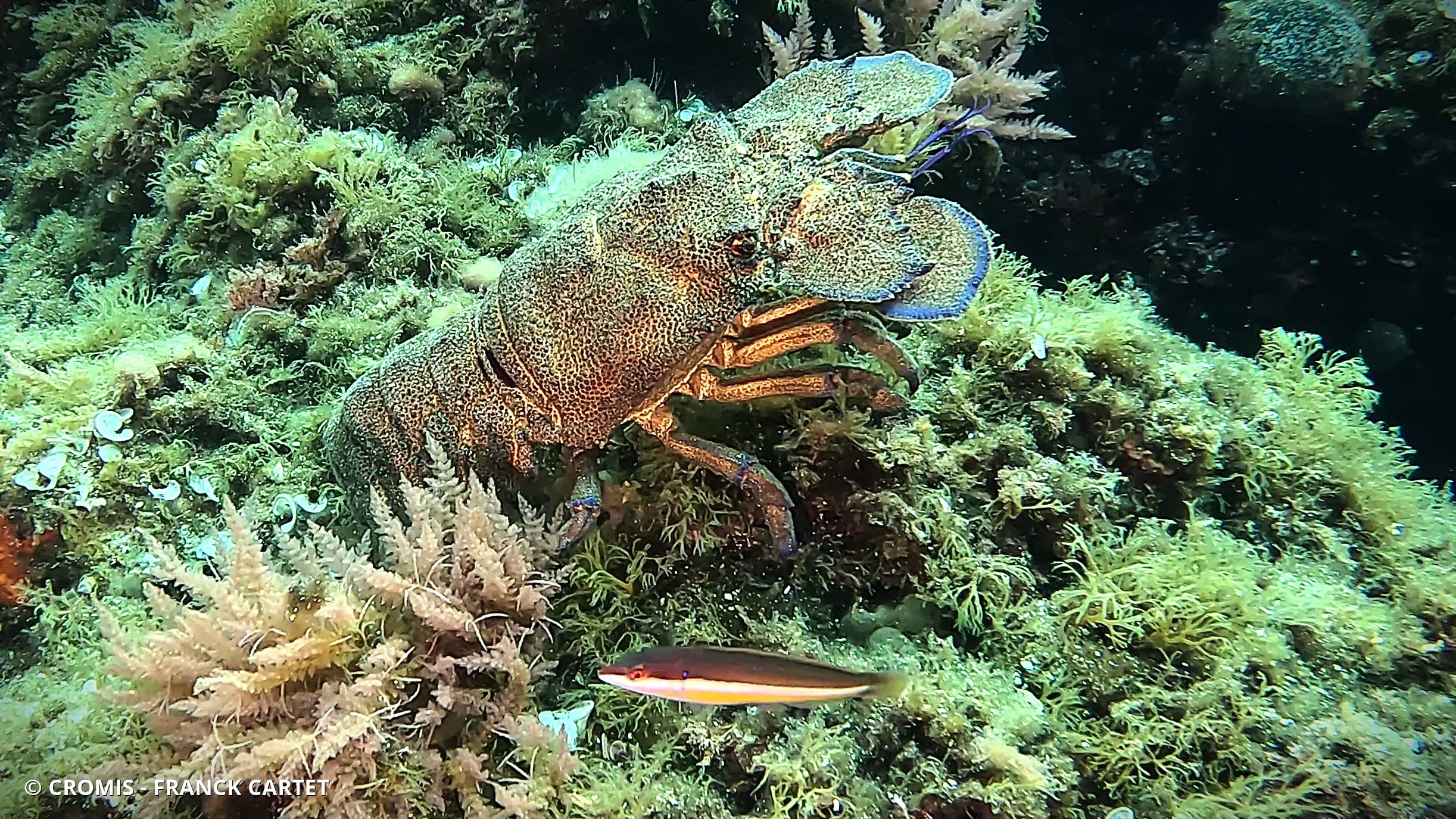 Grande cigale de mer