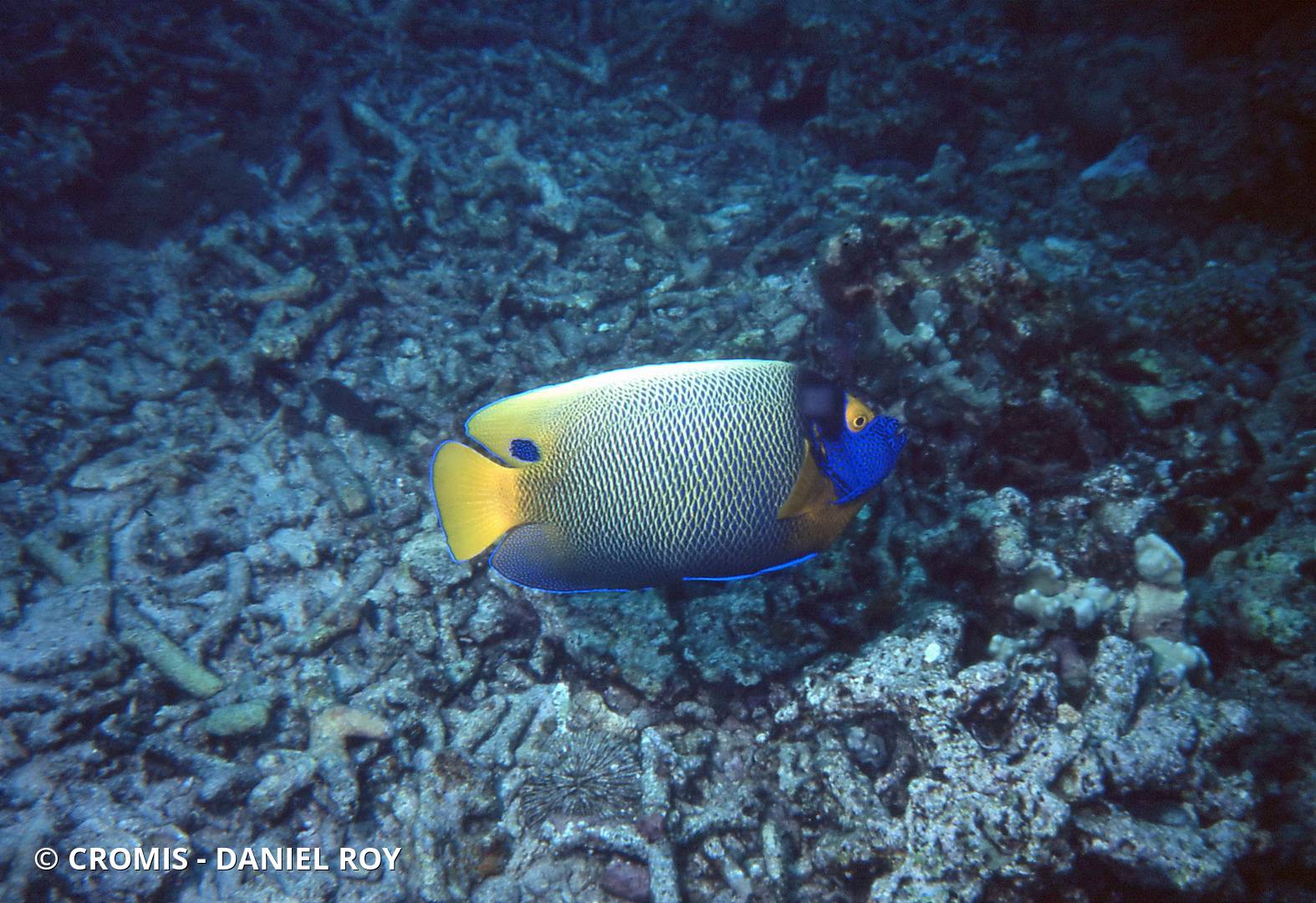 Poisson-ange à tête bleue