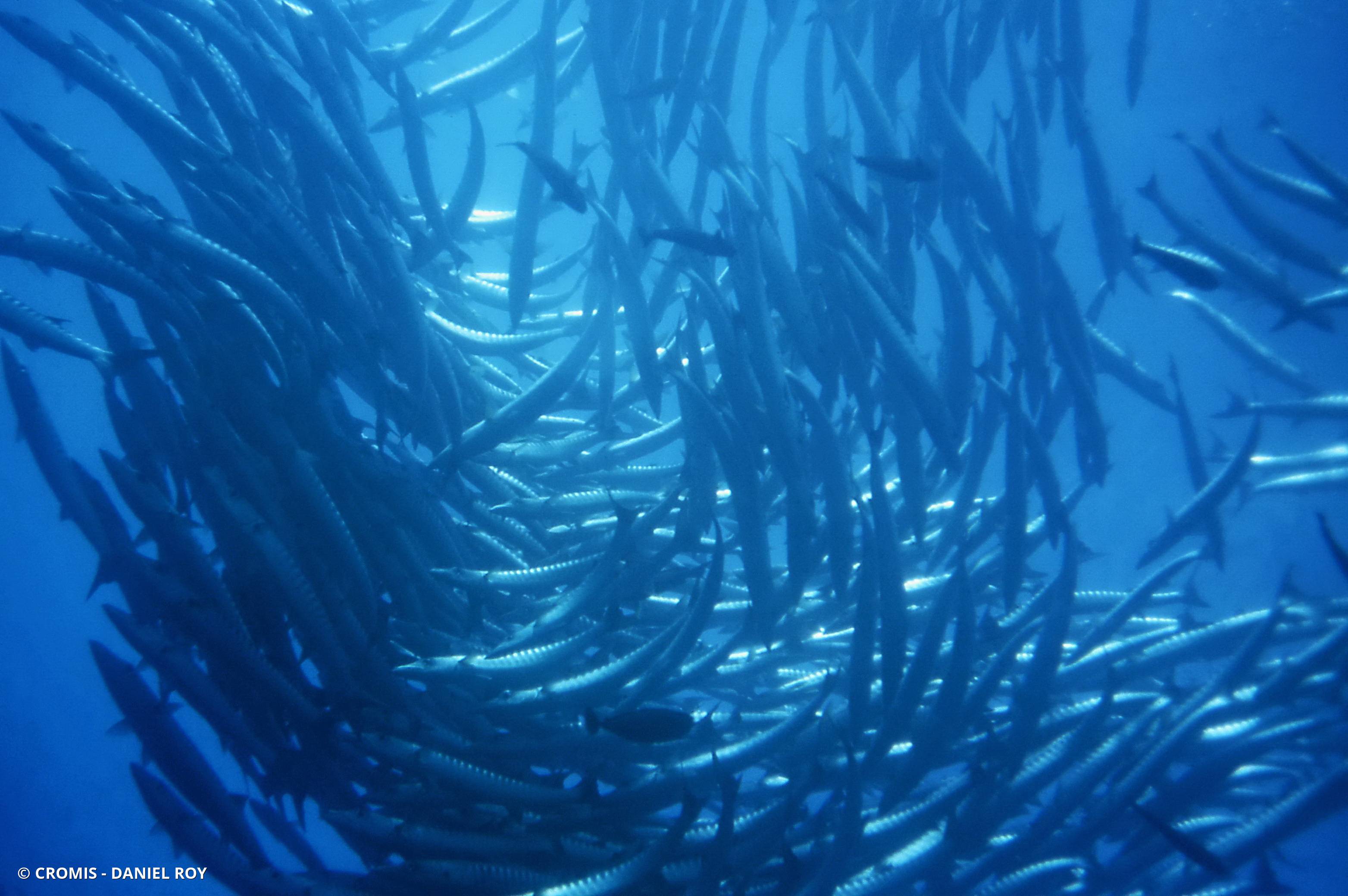 Barracuda à nageoires noires