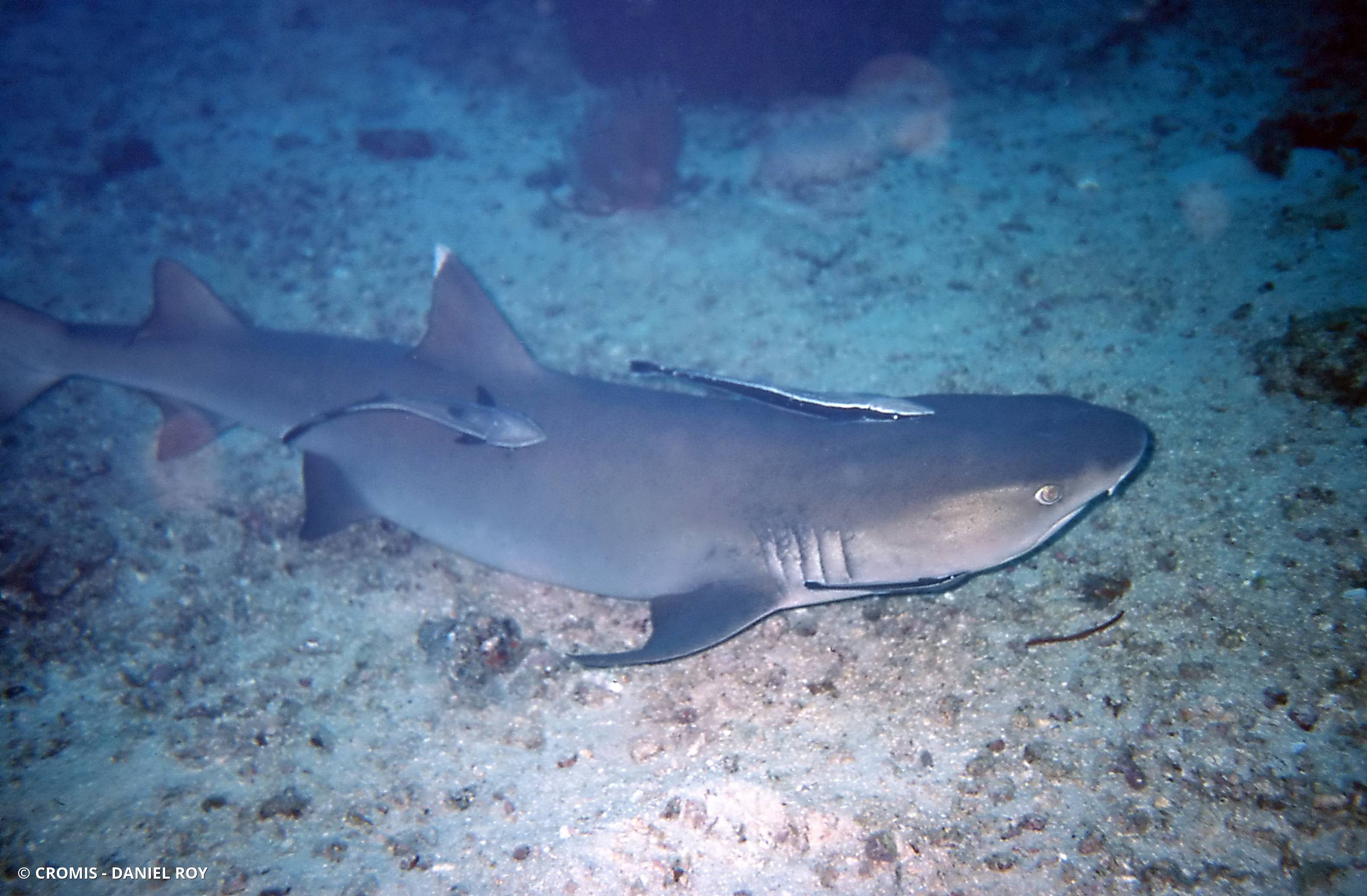 Requin corail