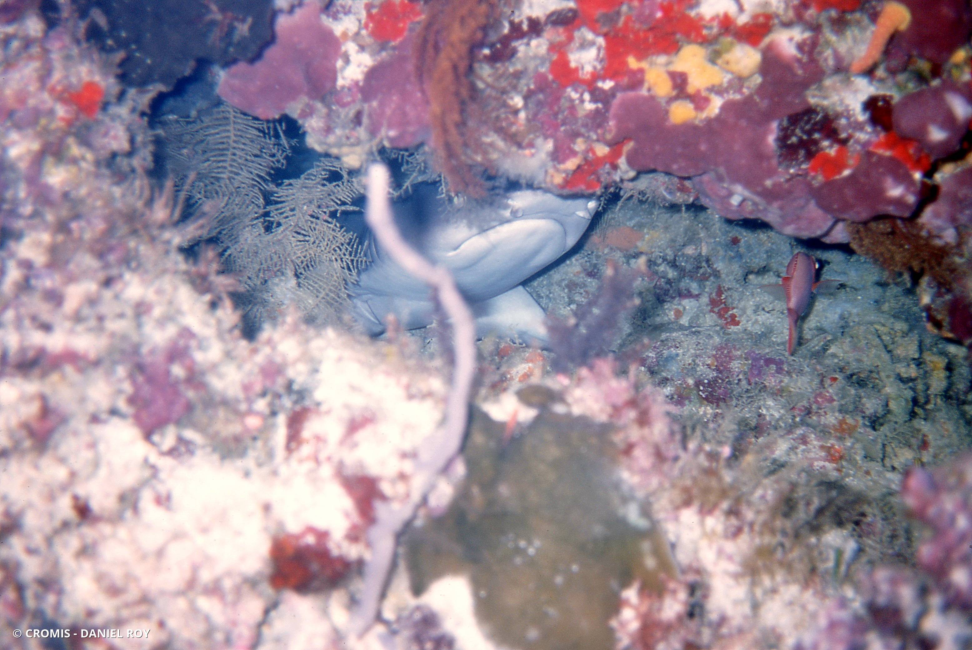 Requin corail