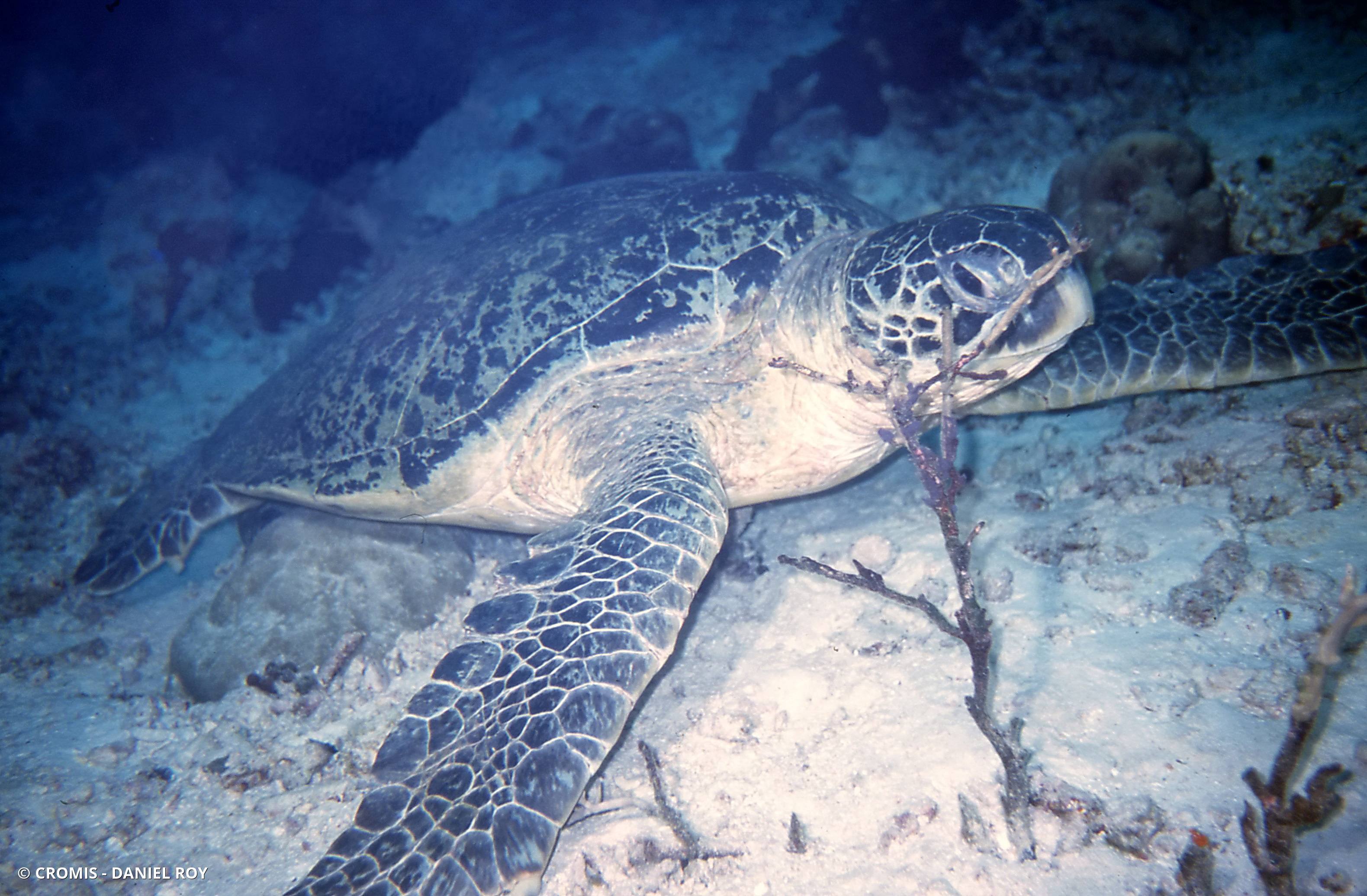Tortue verte