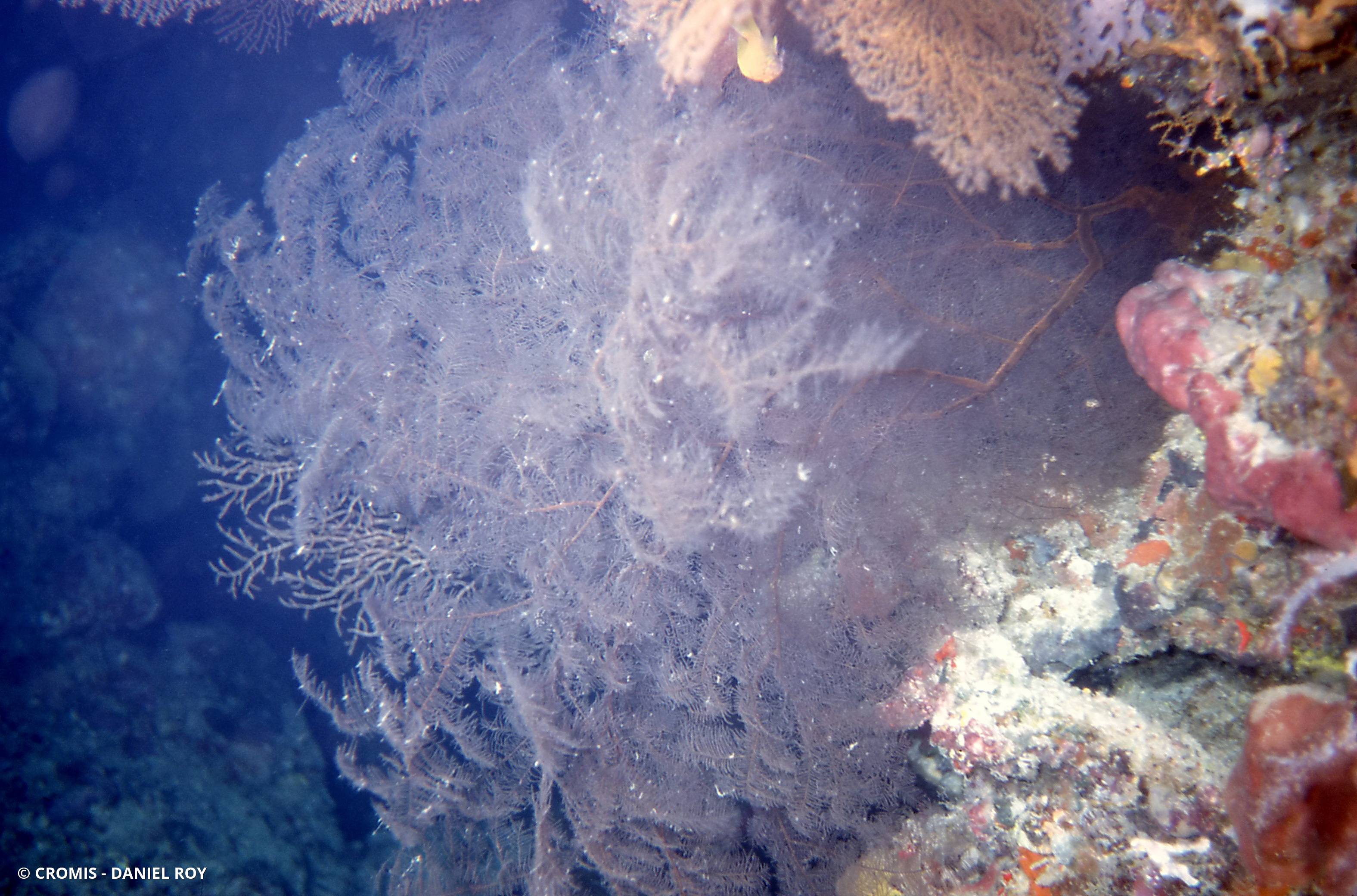 Corail noir tropical