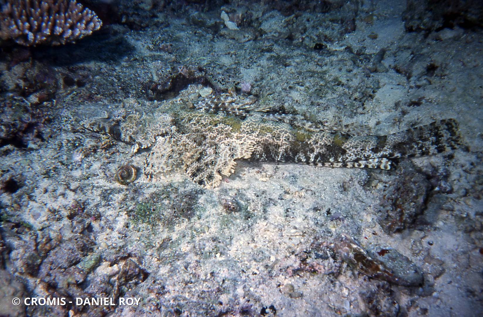 Poisson-crocodile