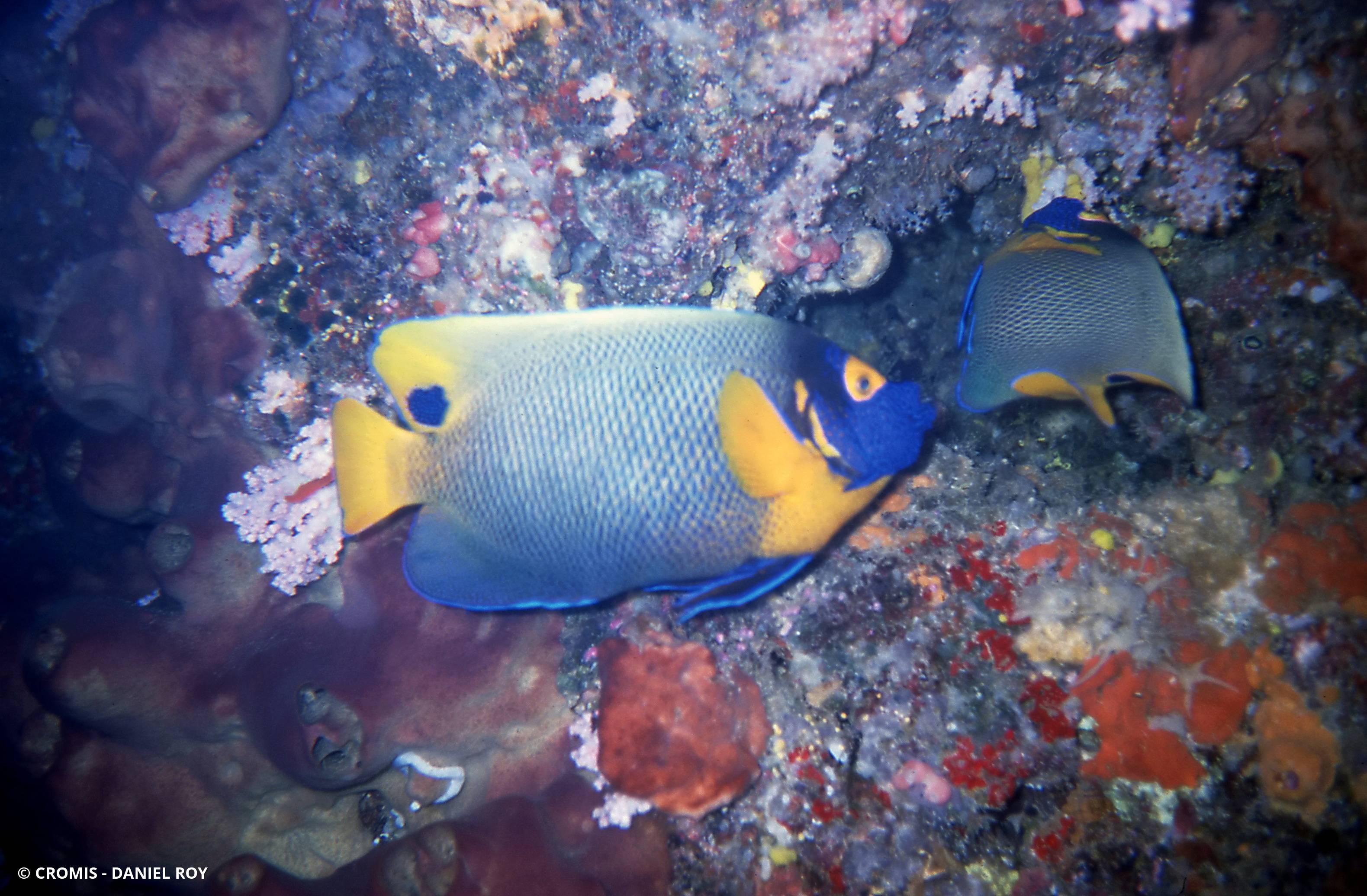 Poisson-ange à tête bleue