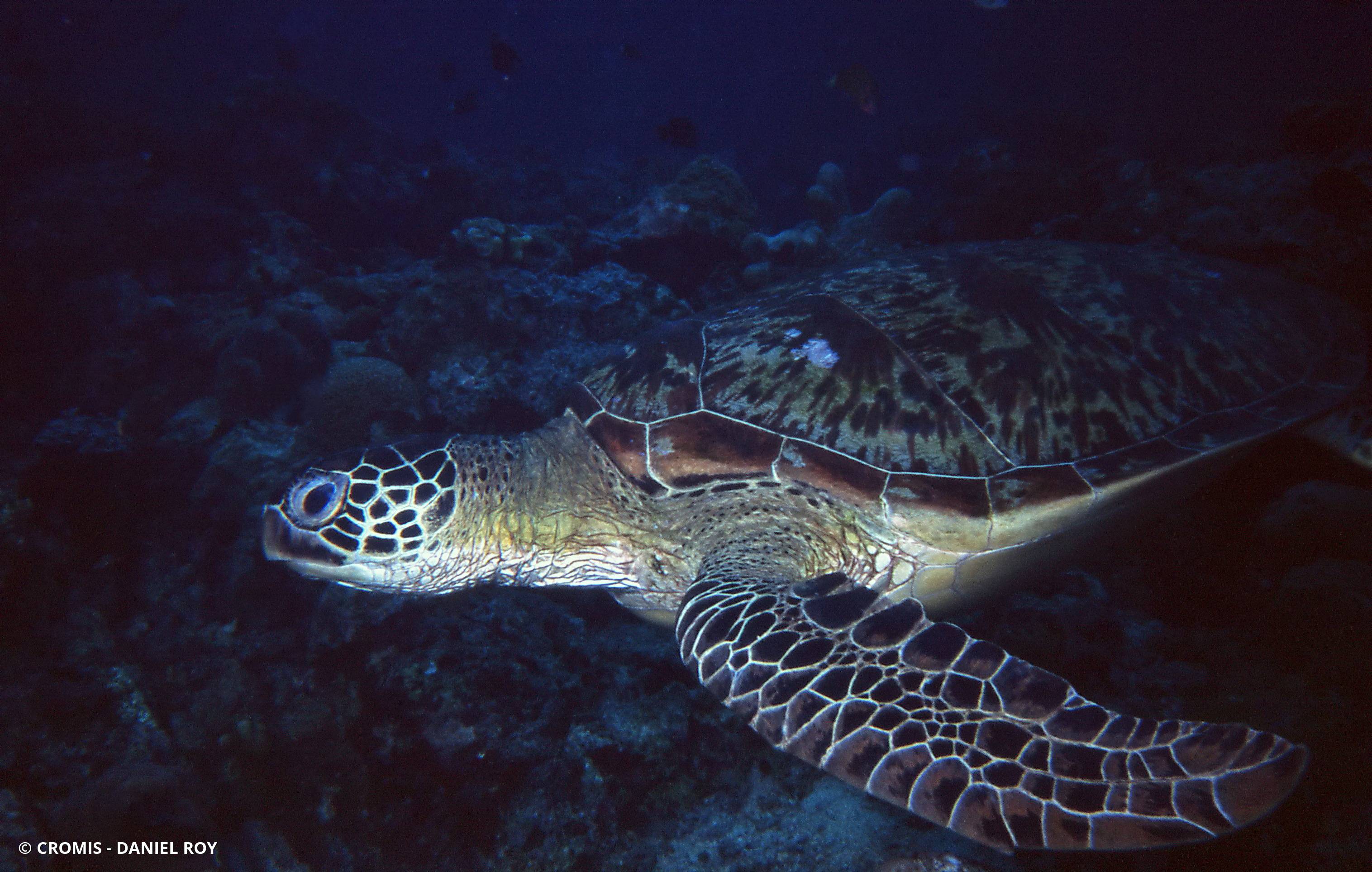 Tortue verte