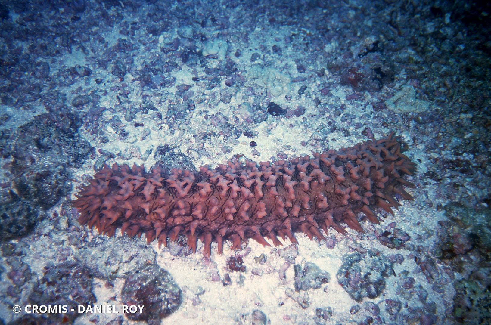 Concombre de mer épineux