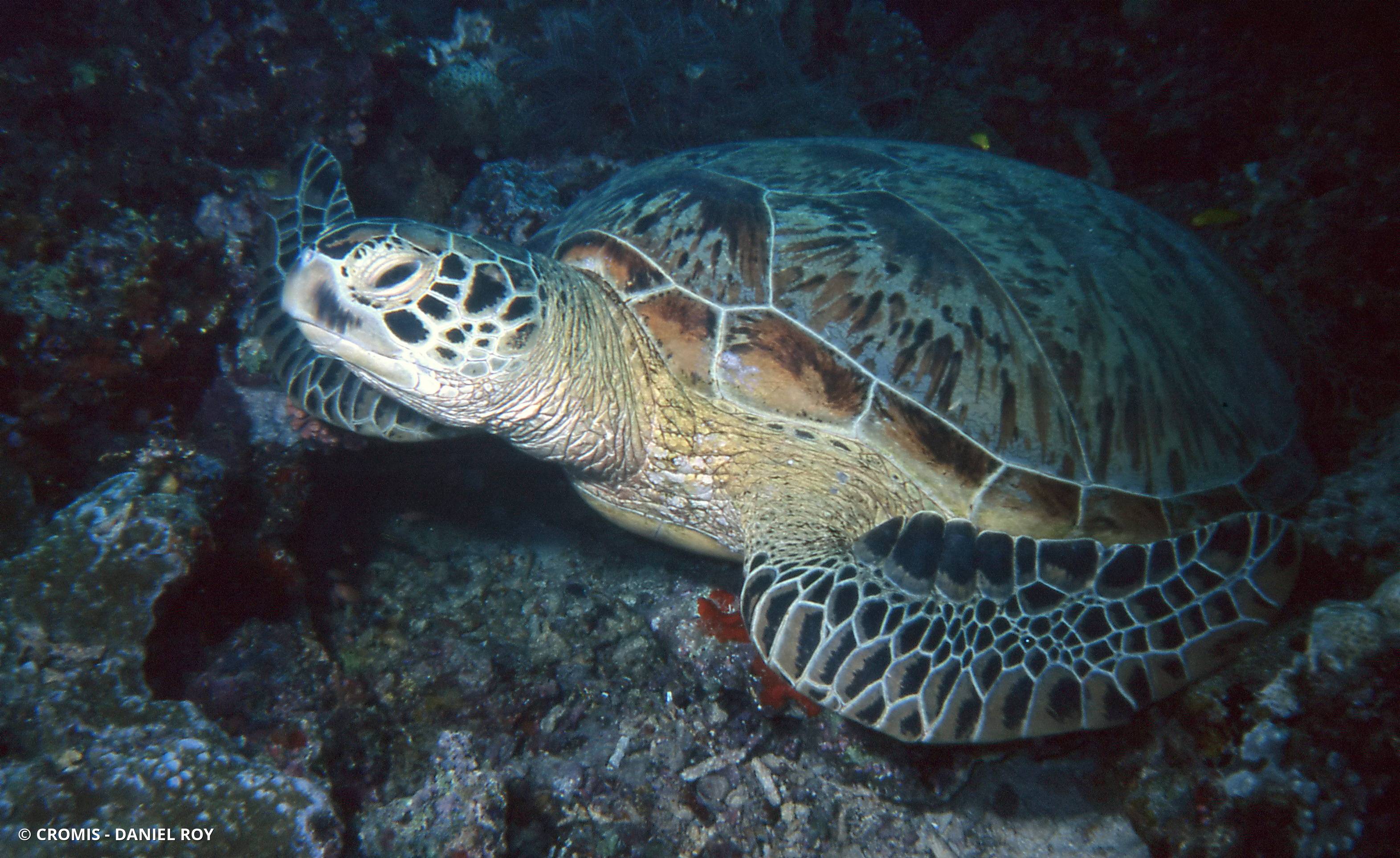 Tortue verte
