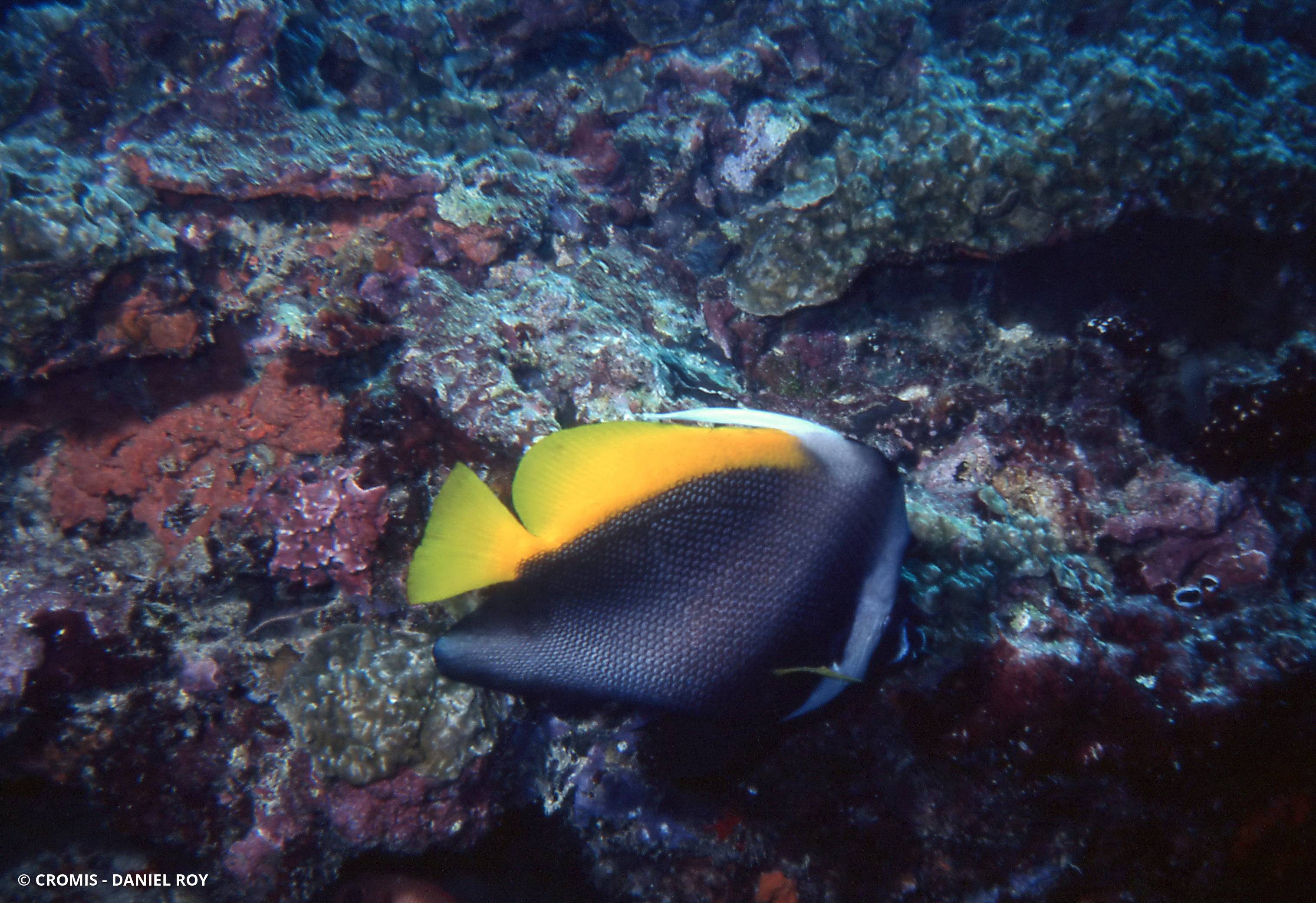 Poisson-cocher malais