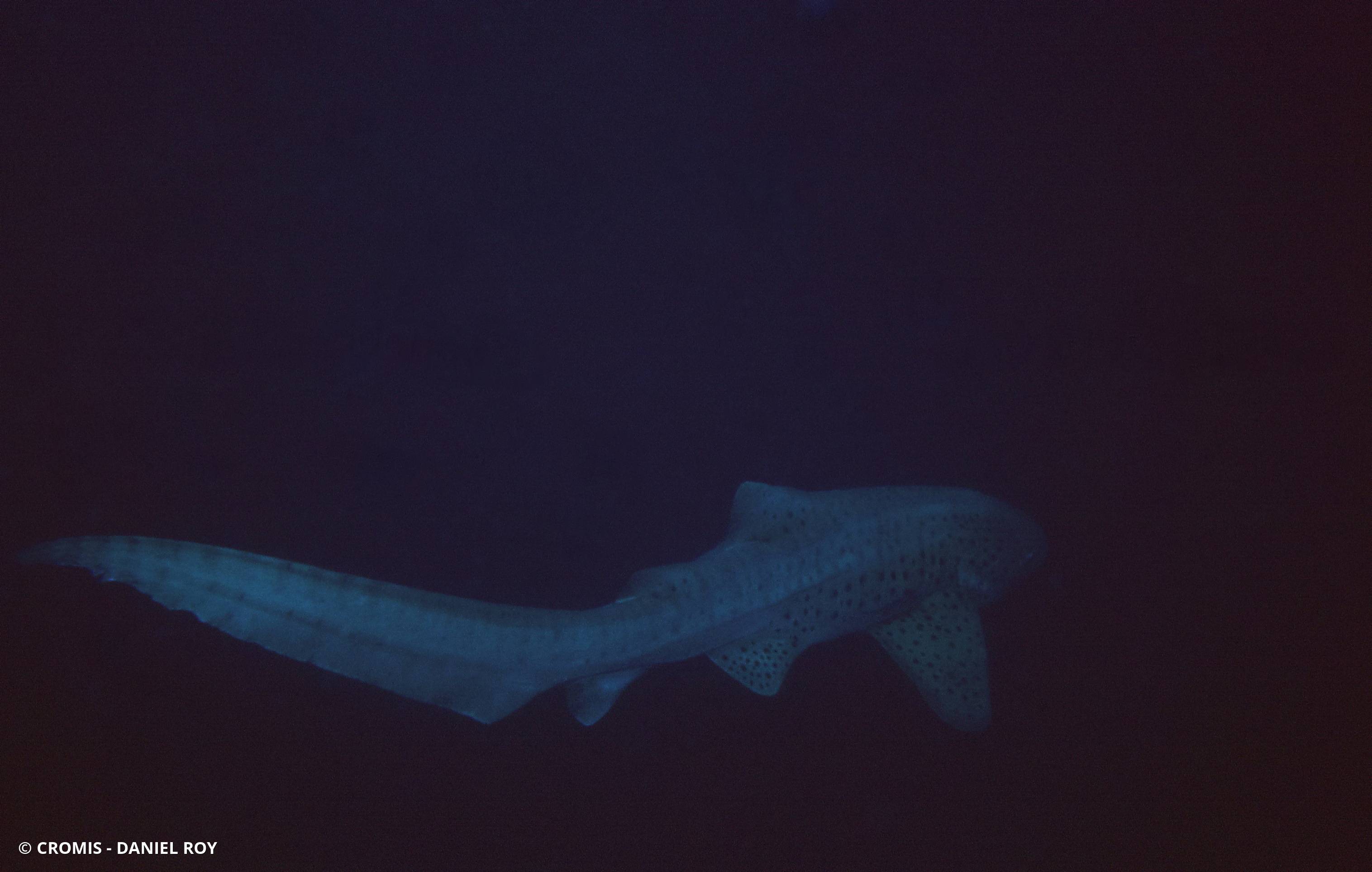 Requin léopard