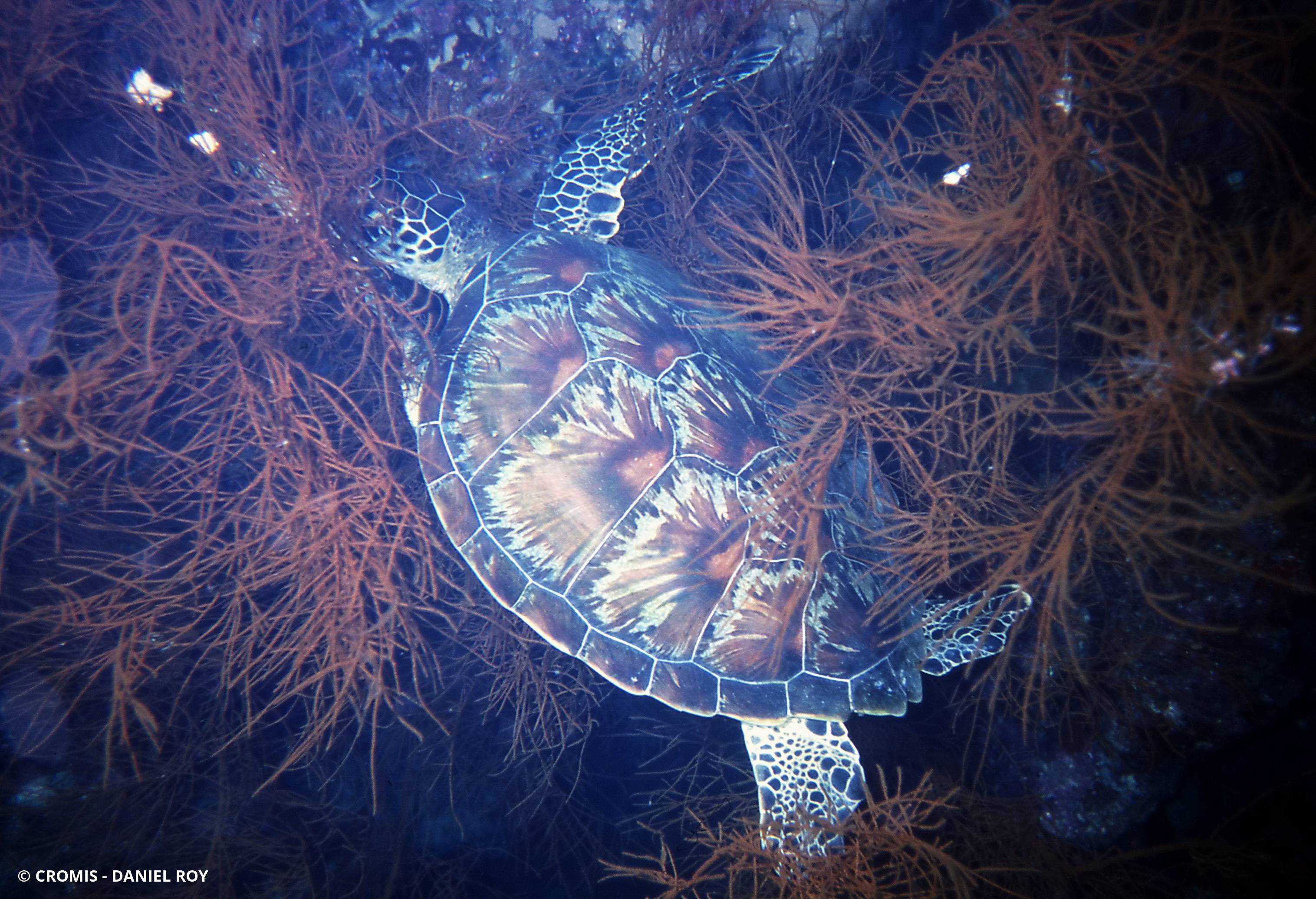 Tortue verte
