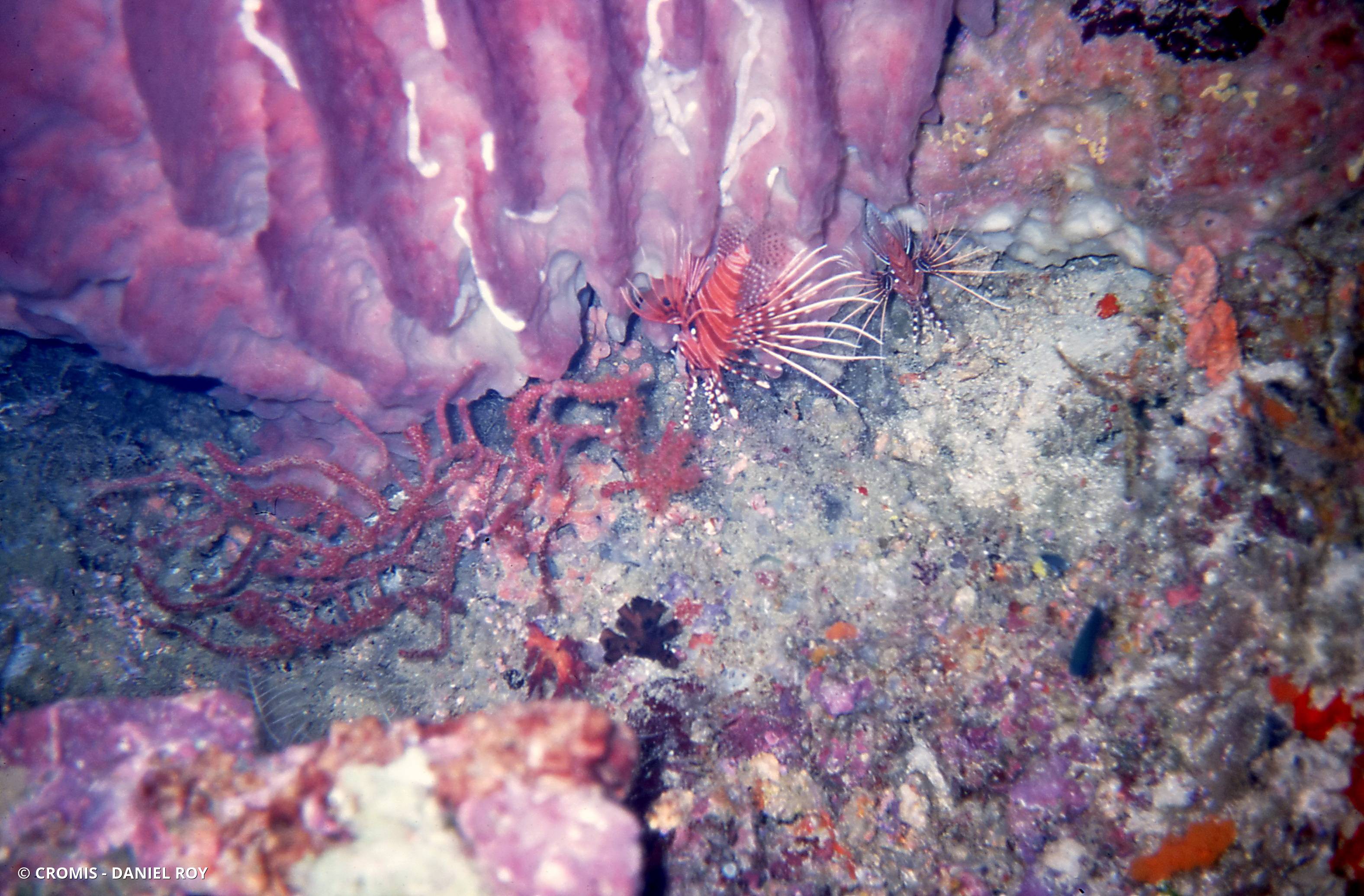 Poisson-scorpion à antennes