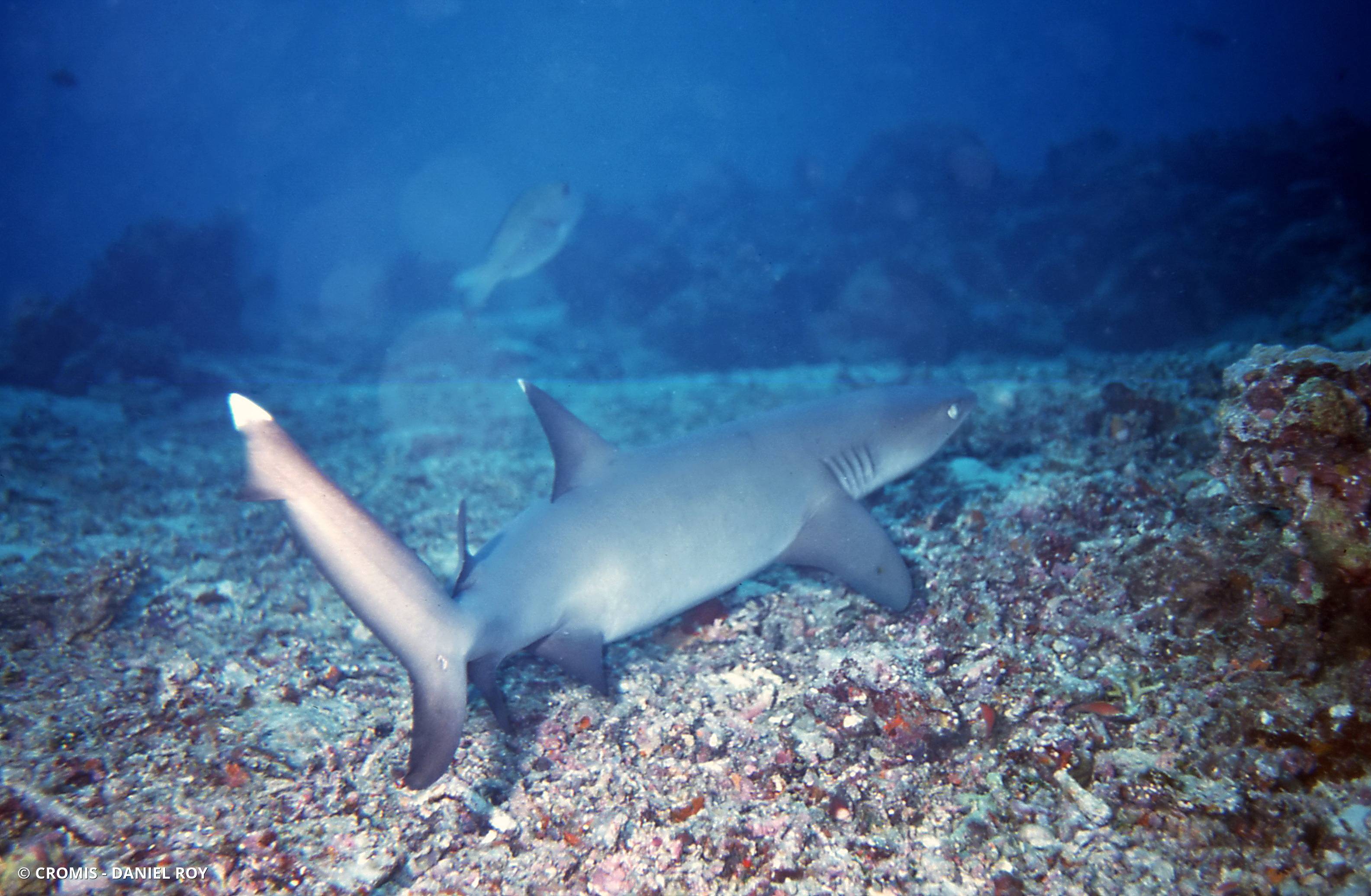 Requin corail