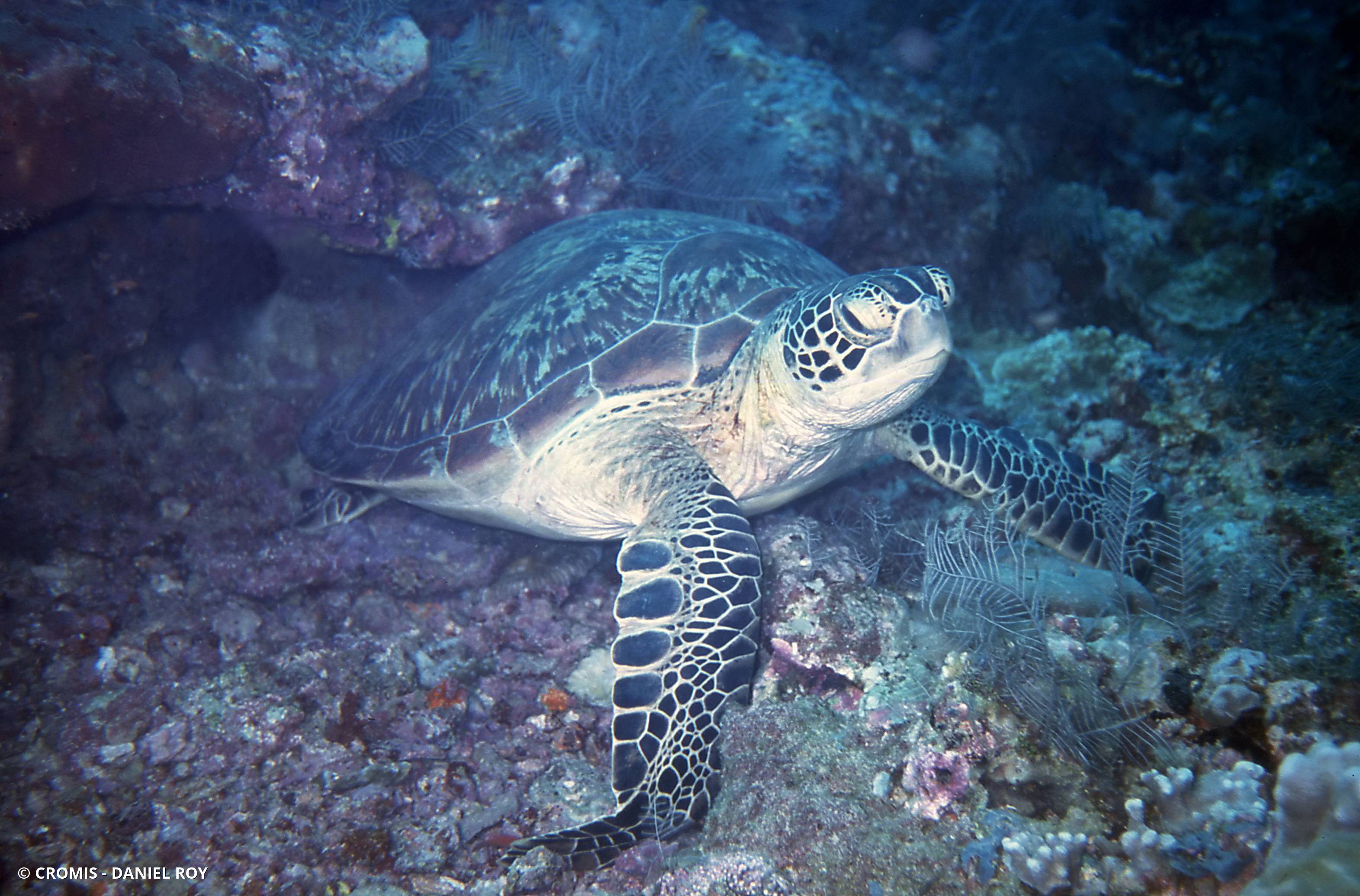 Tortue verte
