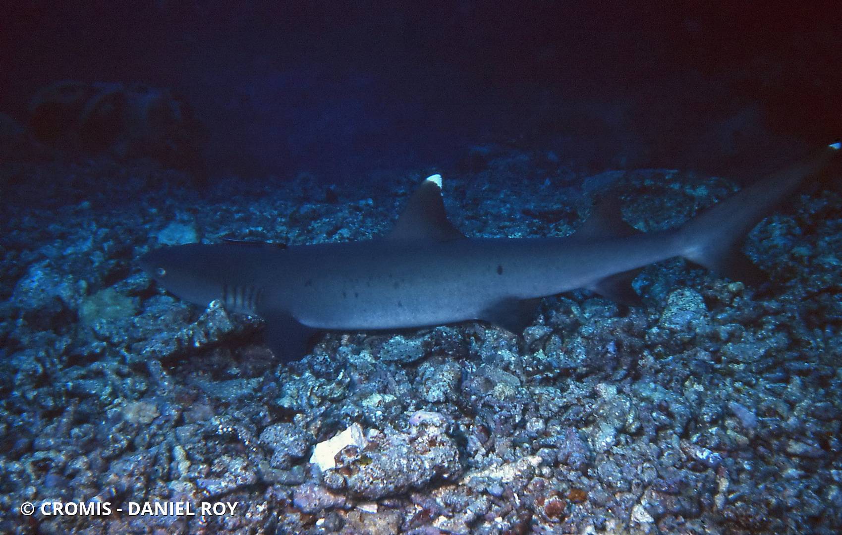 Requin corail