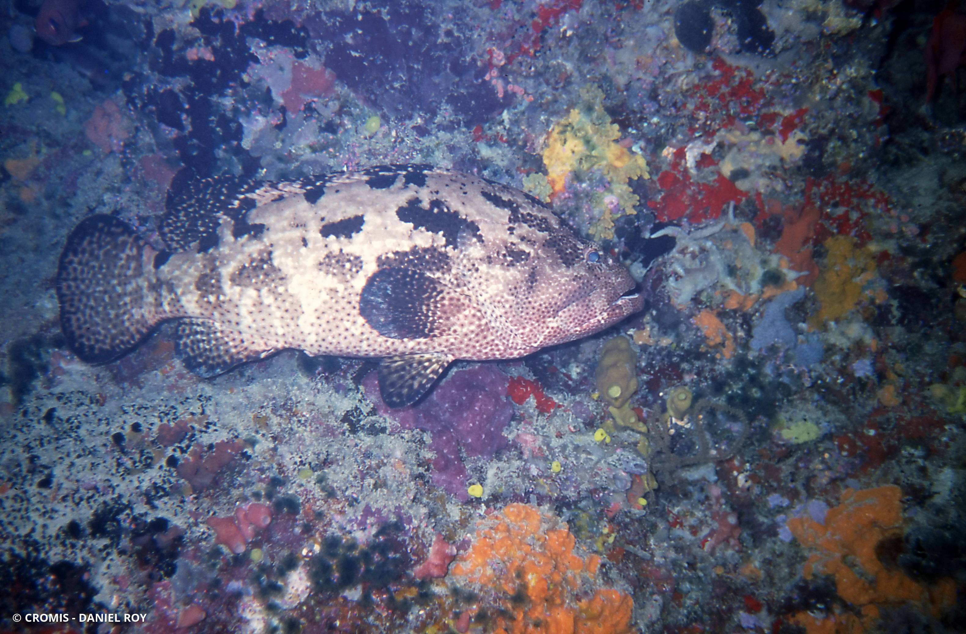Mérou marron