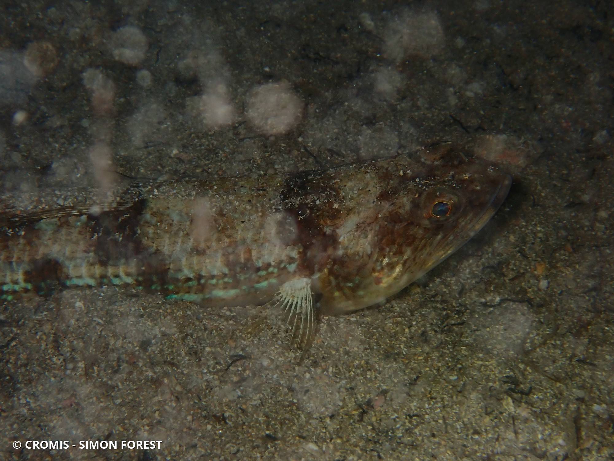 Poisson-lézard rayé