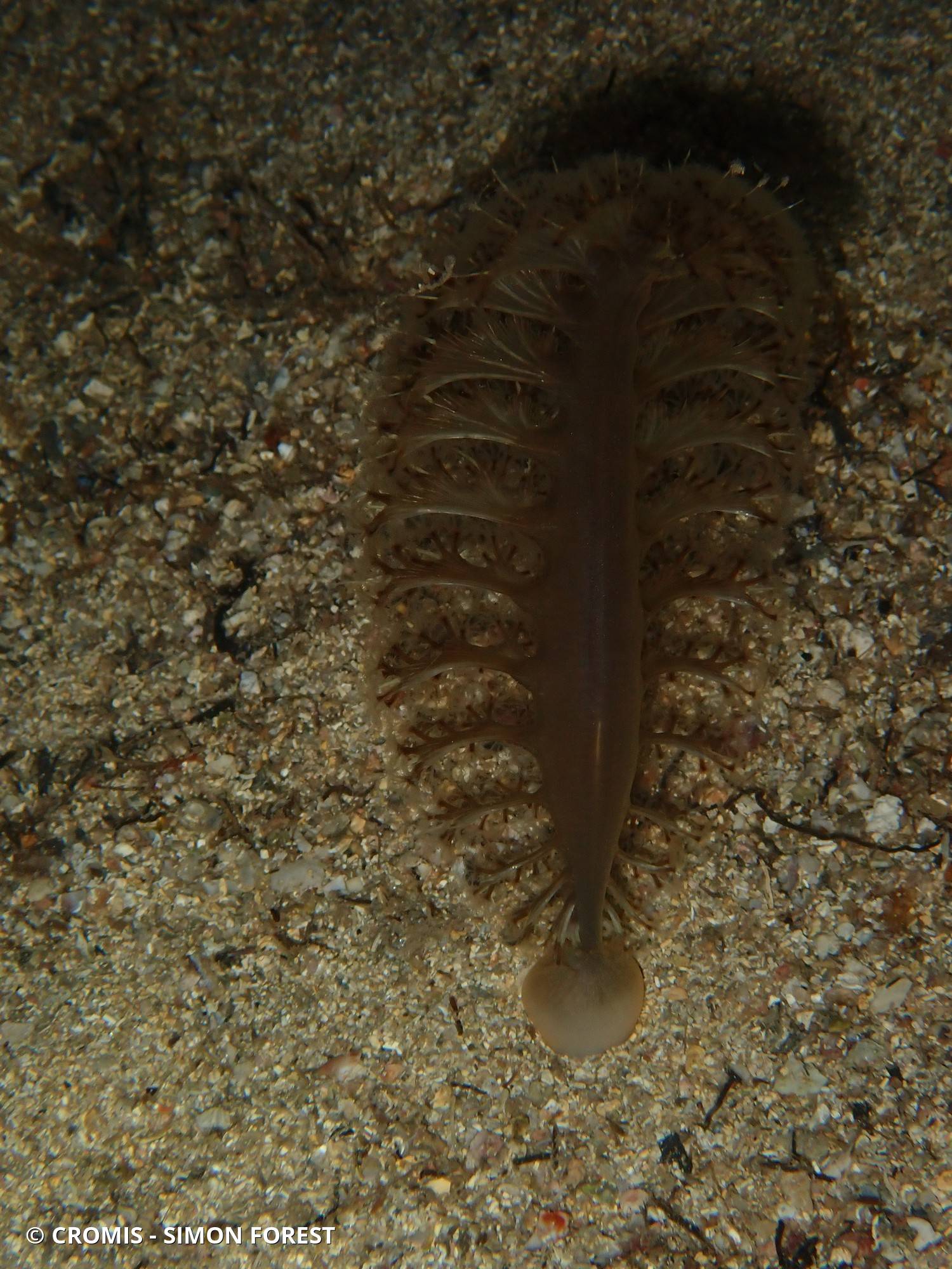 Pennatule grise