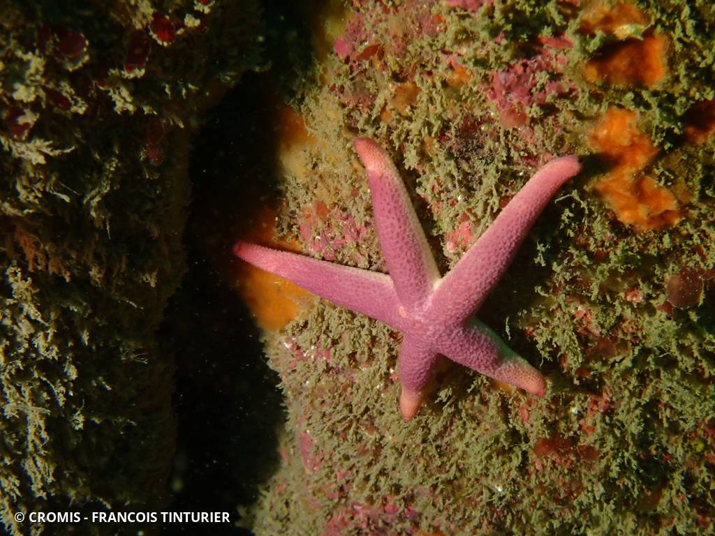 Etoile cuir sanguine