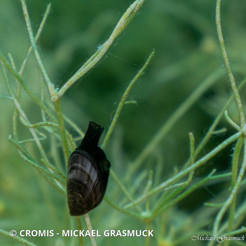 Moule quagga