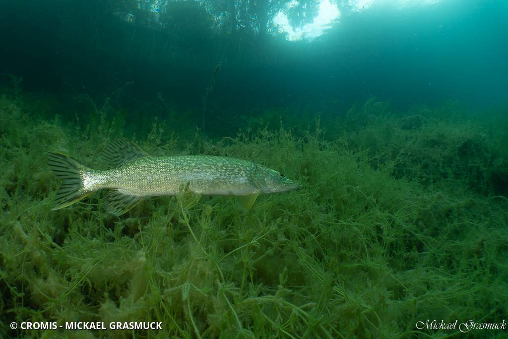 Brochet