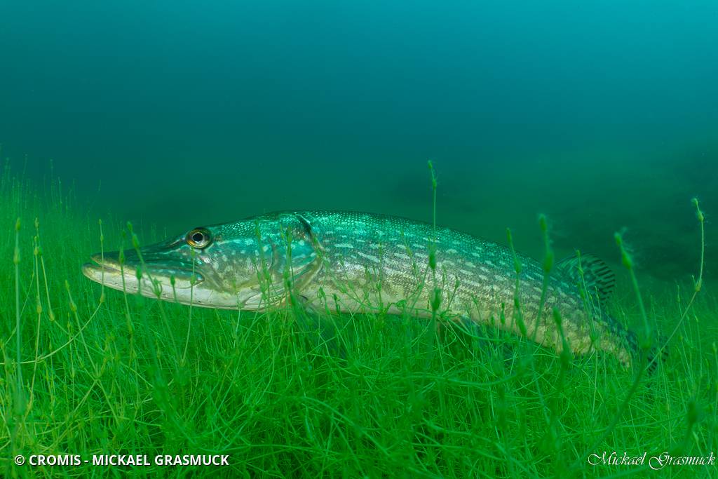 Brochet